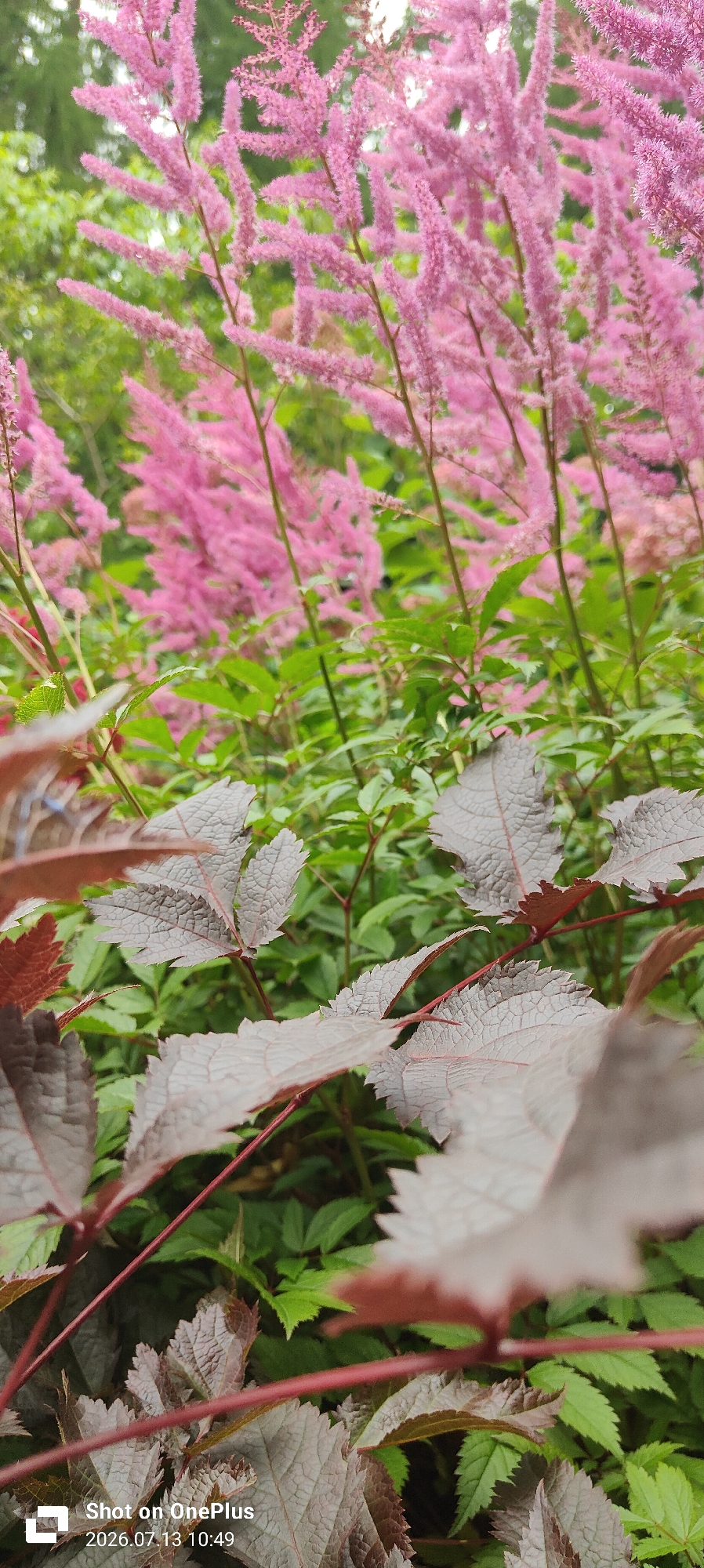 A low-angle medium shot captures a dense garden bed, featuring prominent feathery pink astilbe flowers in the background, interspersed with vibrant green foliage. In the foreground, several leaves of a dark red plant, possibly Heuchera or Ninebark, with serrated edges and a prominent vein pattern, are in sharp focus. The image appears to have been taken on July 13, 2026, at 10:49 AM, with "Shot on OnePlus" watermarked in the bottom left corner, indicating it was taken with a OnePlus mobile device. The scene suggests a botanical garden or a well-maintained private garden in Kaliningrad, Russia, given the timestamp format and the possibility of a user's location metadata.
