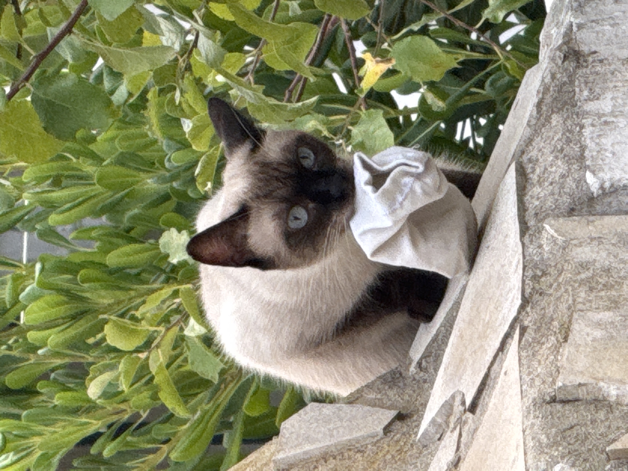 A Siamese cat with blue eyes and dark points on its ears, face, and paws sits on a stone structure, holding a white cloth in its mouth. The cat is surrounded by lush green foliage, suggesting an outdoor setting. The stone structure appears weathered and textured, possibly part of an old building or garden feature. The background is filled with dense green leaves and some branches, creating a natural and slightly overgrown environment. The lighting suggests it is daytime, possibly with dappled sunlight. The image is composed from a medium close-up perspective, focusing on the cat and its immediate surroundings. There is no indication of the specific location within Torrevieja, Spain.