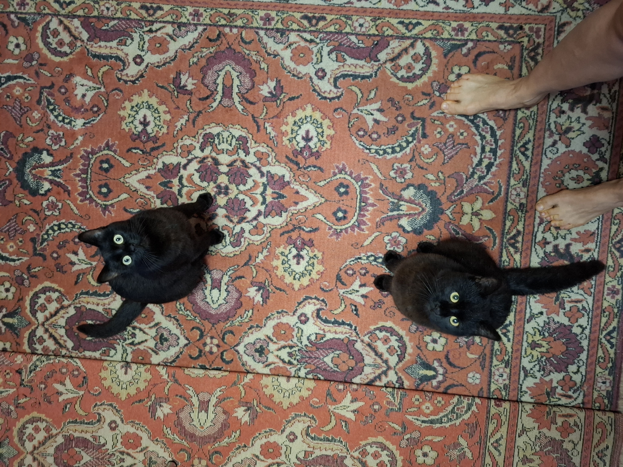 A high-angle shot shows two black cats and a pair of bare feet on a patterned rug. The rug is primarily orange and red, with patterns that include floral and paisley-like designs. The cats are oriented facing upward in the frame. The feet are positioned near the top right corner of the frame. The photo appears to be taken indoors on a carpet. The image was not necessarily taken in Khlevnoye, Russia.