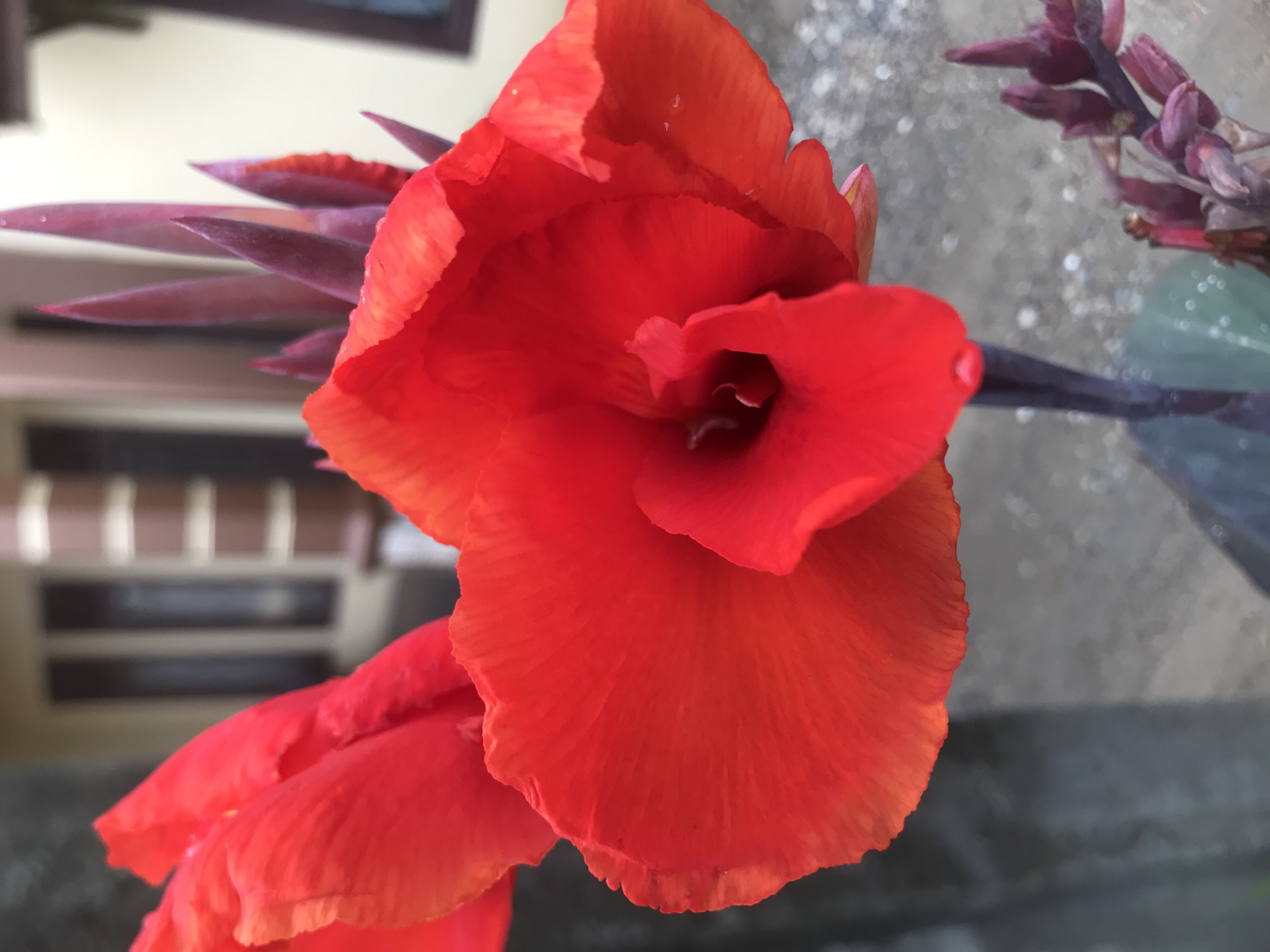 A close-up photograph shows a red canna lily in bloom, with several other unopened, pointed buds of the same plant visible in the background. The flower has large, ruffled petals and a deep center. The stem is dark and somewhat shiny. The background is blurred, showing what appears to be a building with horizontal slats and a gray surface. The location is presumed to be in Lhokseumawe, Indonesia, but there are no specific elements in the image to confirm the location beyond the general environment.