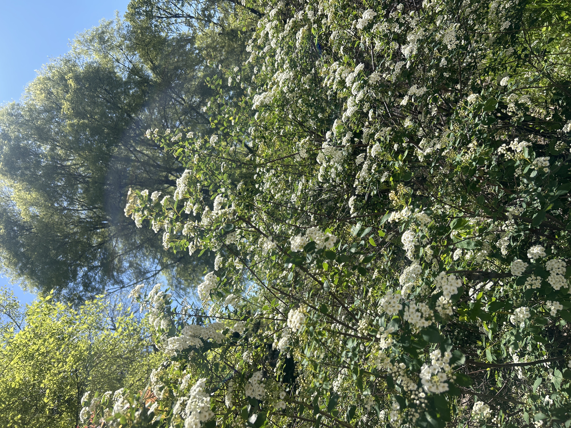 The image depicts a tree or bush covered in clusters of small white flowers, possibly in full bloom. The branches are interwoven, and green leaves are visible among the blossoms. In the background, there's a view of a blue sky and treetops of other trees, suggesting the image was taken in a natural setting, such as a park or garden. The specific location and time are unclear.