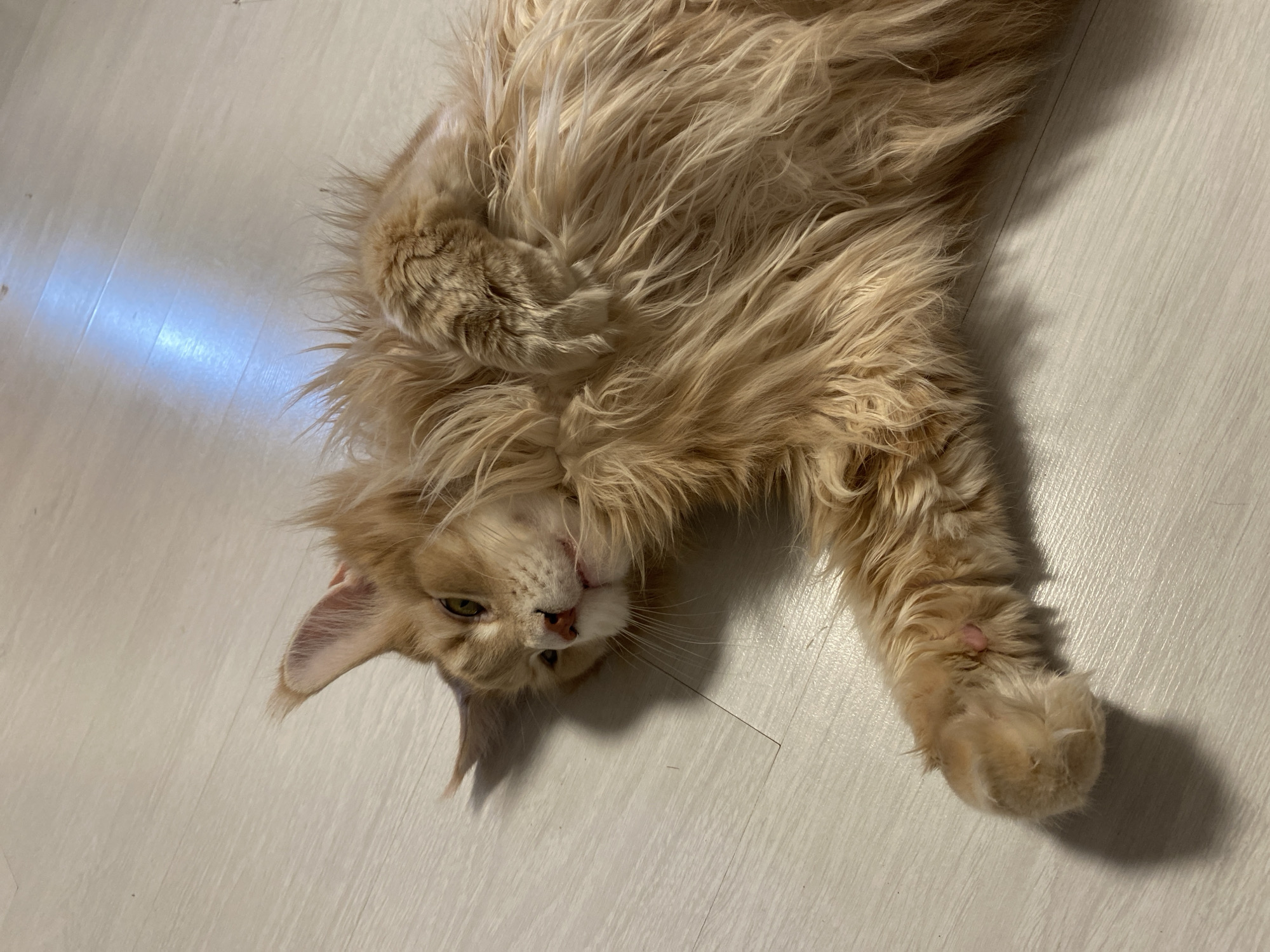 A long-haired, orange-colored cat lies on a light-colored, plank-patterned floor. The cat is positioned diagonally across the frame, with its head towards the lower left corner. Its head is tilted slightly, showing one ear and a green eye. One paw is extended towards the lower right, with visible toe pads. The background is plain and uniform in color. There is no indication of the city of Chaikovsky, Russia.