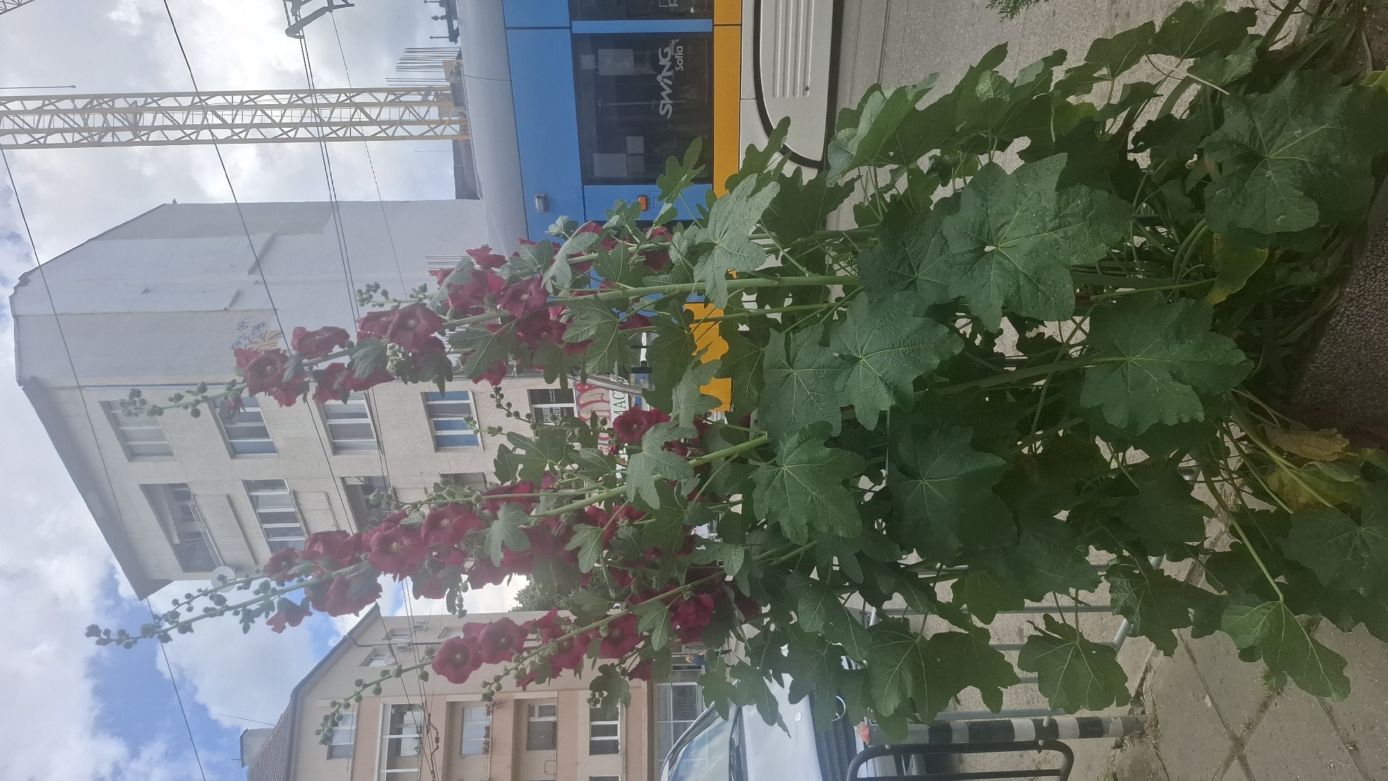 In Sofia, Bulgaria, a cluster of vibrant red hollyhocks blooms prominently in the foreground. Behind them, a modern blue and yellow tram passes by, its "SWING SOFIA" logo visible on its side. The tram is set against a backdrop of typical Soviet-era apartment buildings, one of which shows visible graffiti. A construction crane looms in the background, suggesting ongoing urban development. The scene is captured on a cloudy day, with a mix of natural light and diffused overhead illumination.