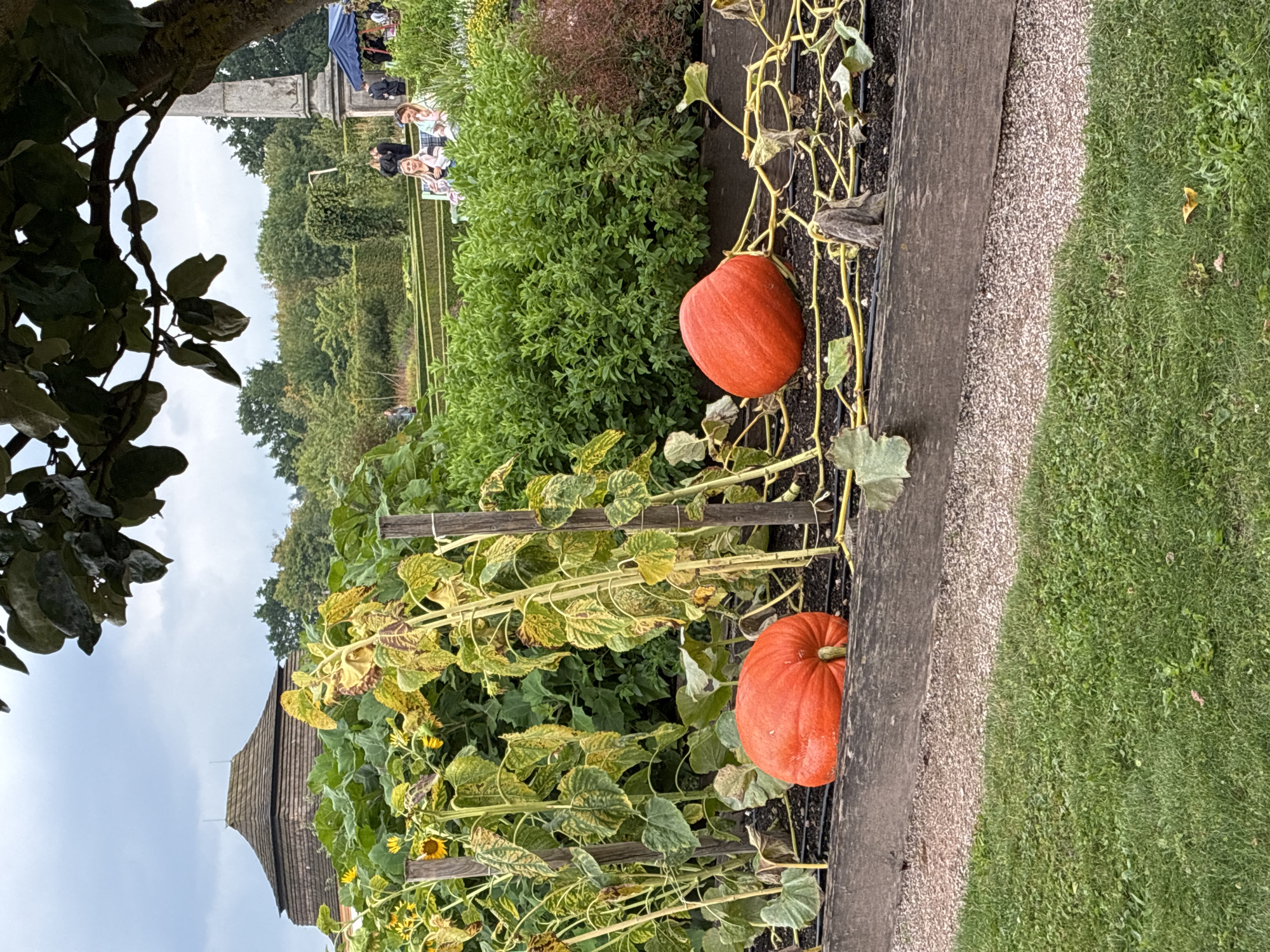 In Kuks, Czechia, on a cloudy day, two large, bright orange pumpkins rest in a raised garden bed. The bed is bordered by a weathered wooden plank. Behind the pumpkins, tall sunflowers with yellowing leaves stand supported by wooden stakes. Further in the background, lush green hedges form manicured garden walls. In the distance, people are visible enjoying the gardens, some seated on a bench. A tall, weathered stone monument stands to the right, partially obscured by tree branches. A wooden structure with a peaked roof is visible among the trees on the left. The foreground consists of a grassy area.