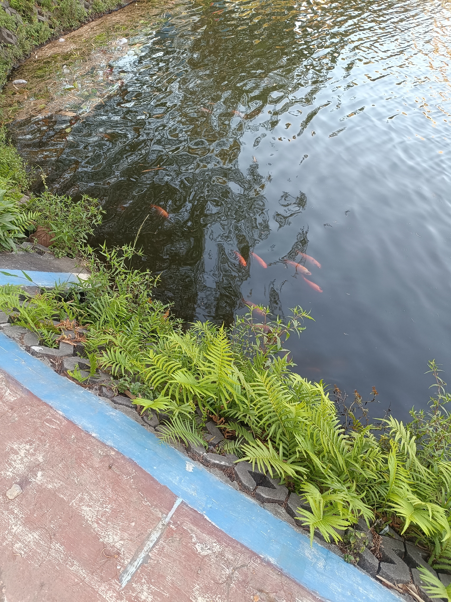 This image, taken in Banguntapan, Indonesia, shows a close-up view of a pond with several red fish swimming near the edge. The water is dark and reflects light, creating wavy patterns on the surface. Lush green ferns and other vegetation grow along the pond's edge, which is lined with concrete structures. In the foreground, a textured surface, possibly a pathway or embankment, is visible, painted with brown and blue accents. Debris, including plastic bottles and plant matter, is scattered along the bank and in the water near the far edge. The scene depicts a naturalistic setting within an urban or semi-urban environment, possibly a public park or garden.