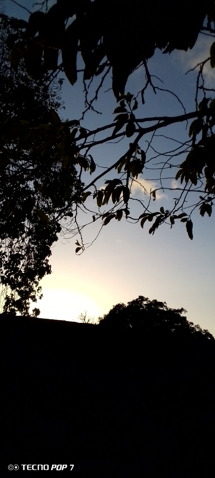 The image shows a twilight landscape in Altagracia, Venezuela. Silhouetted trees and branches occupy the foreground against a sky gradient from blue to a lighter horizon glow. The location appears to be a slightly elevated area looking toward a setting sun, as indicated by the faint light source visible through the trees. The bottom half of the image is dominated by a dark, undefined area, likely the ground and lower part of the landscape. "Tecno Pop 7" is displayed at the bottom left corner.