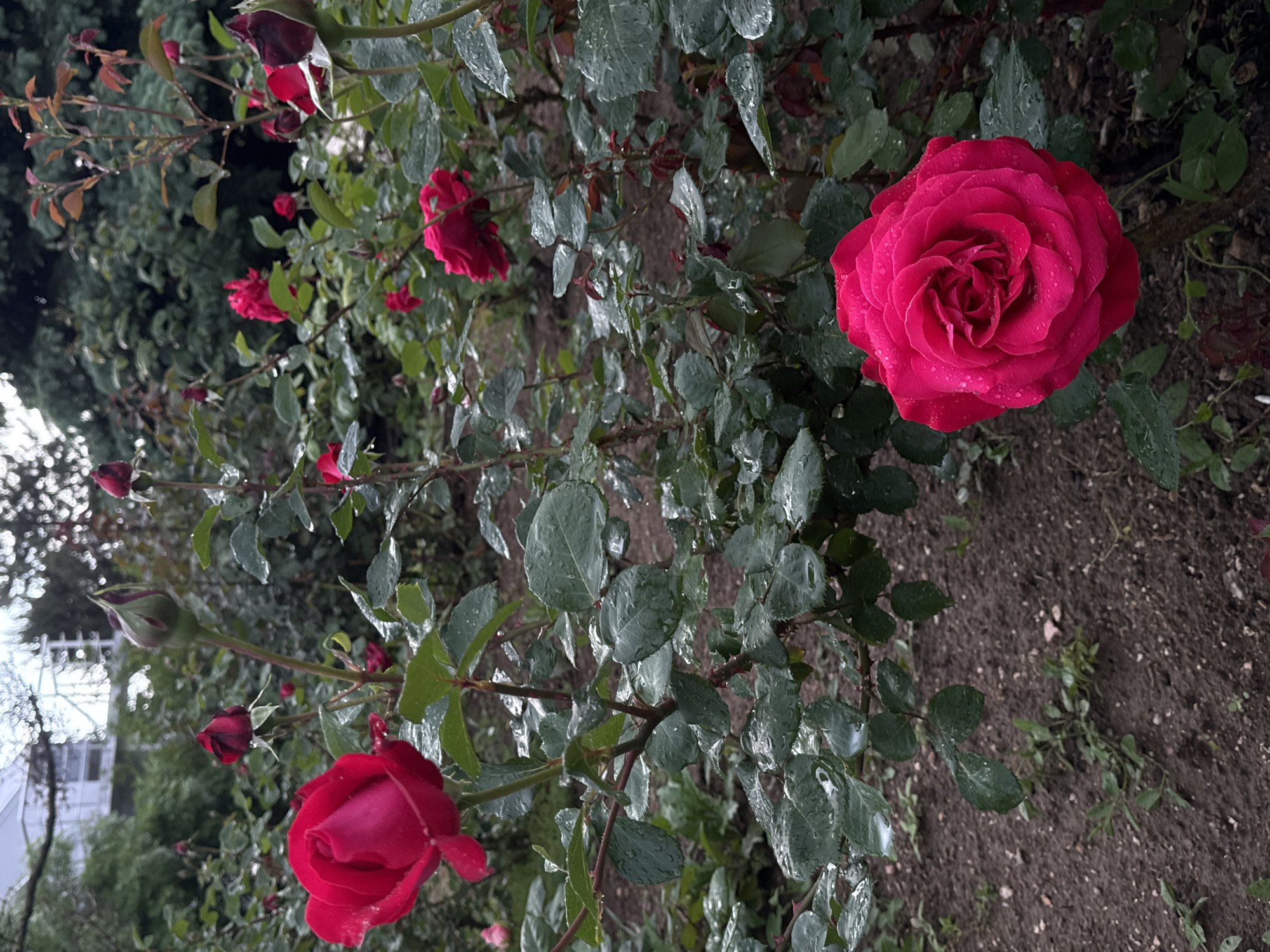 The image shows a row of rose bushes, with multiple red and pink roses in various stages of bloom. The leaves are dark green and covered with water droplets. The ground is dark brown soil with some small weeds. In the background, there is a blurred view of foliage and a white building. The location is likely a garden or park, but there's no definitive information to confirm it is Yevpatoriya, Ukraine. There are no people or visible interactions in the image.