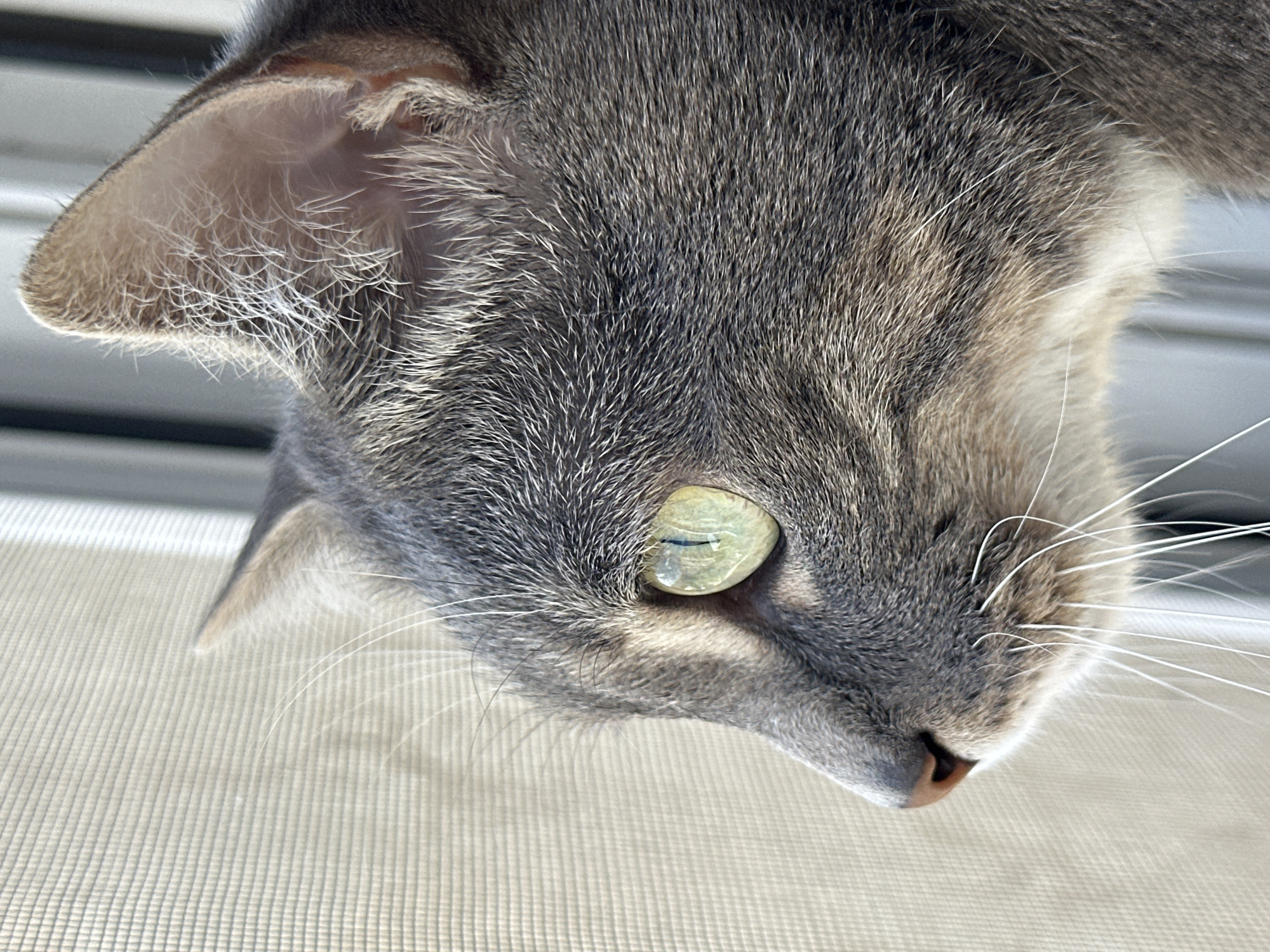A close-up, profile view of a gray tabby cat's head, looking out through a window with a screen. The cat has green eyes and white whiskers. The background is a light-colored, textured screen with vertical blinds visible on the right side. The lighting suggests it is daytime.