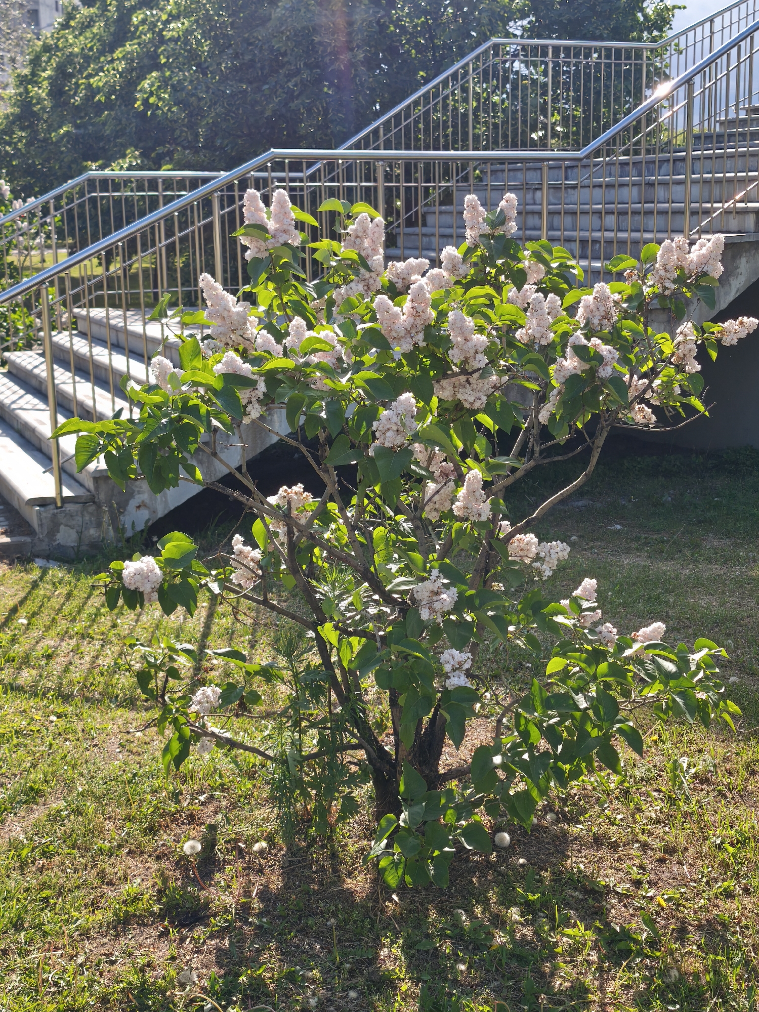 A medium, full shot captures a small lilac bush, abundant with pale pink blooms and verdant leaves, situated in a grassy area. The bush is centrally positioned, slightly off-center to the right. The grassy area is scattered with white, fluffy seed heads.
Behind the lilac bush is a concrete staircase with metallic railings. The staircase ascends upwards and out of the frame. Behind the staircase, foliage is visible, suggesting the presence of trees or shrubs.
The scene is bathed in sunlight, indicating daytime. The location is Moscow, Russia. There are no people visible in the frame.