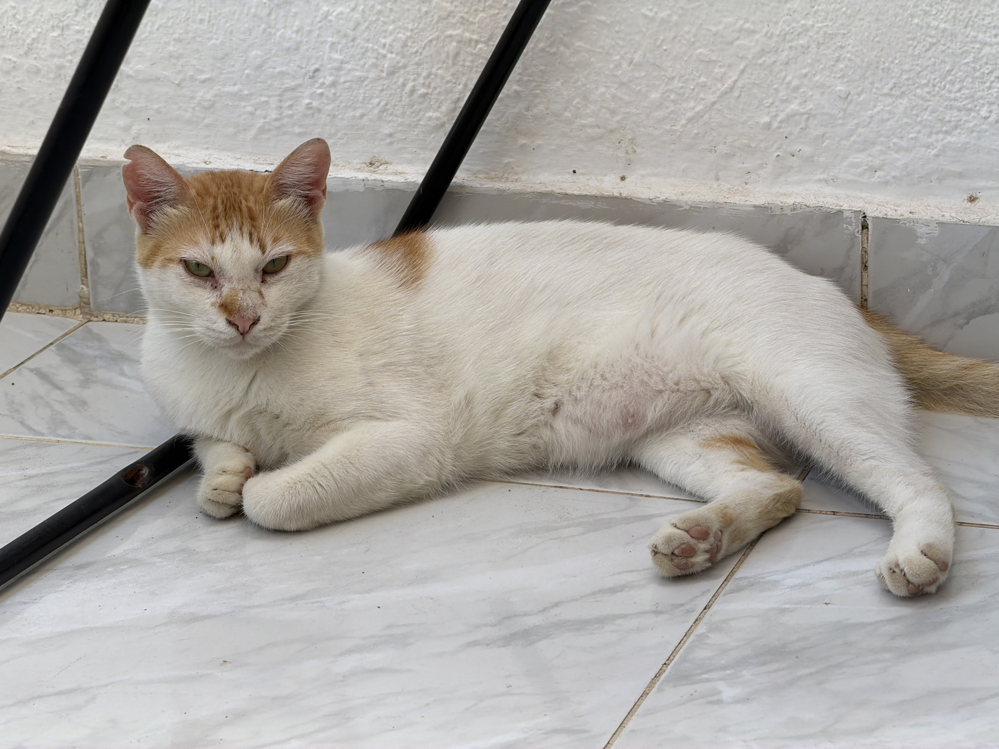 A ginger and white cat lies on a tiled floor outdoors, in Sharm El Sheikh, Egypt. The cat is on its side, facing left, with its front paws crossed. It has green eyes and a ginger patch of fur on its head and back. The floor is tiled with a gray and white pattern. A black pole is positioned behind the cat, running from the bottom left of the image to the top center. A white wall is visible in the background. The overall lighting suggests it is daytime.