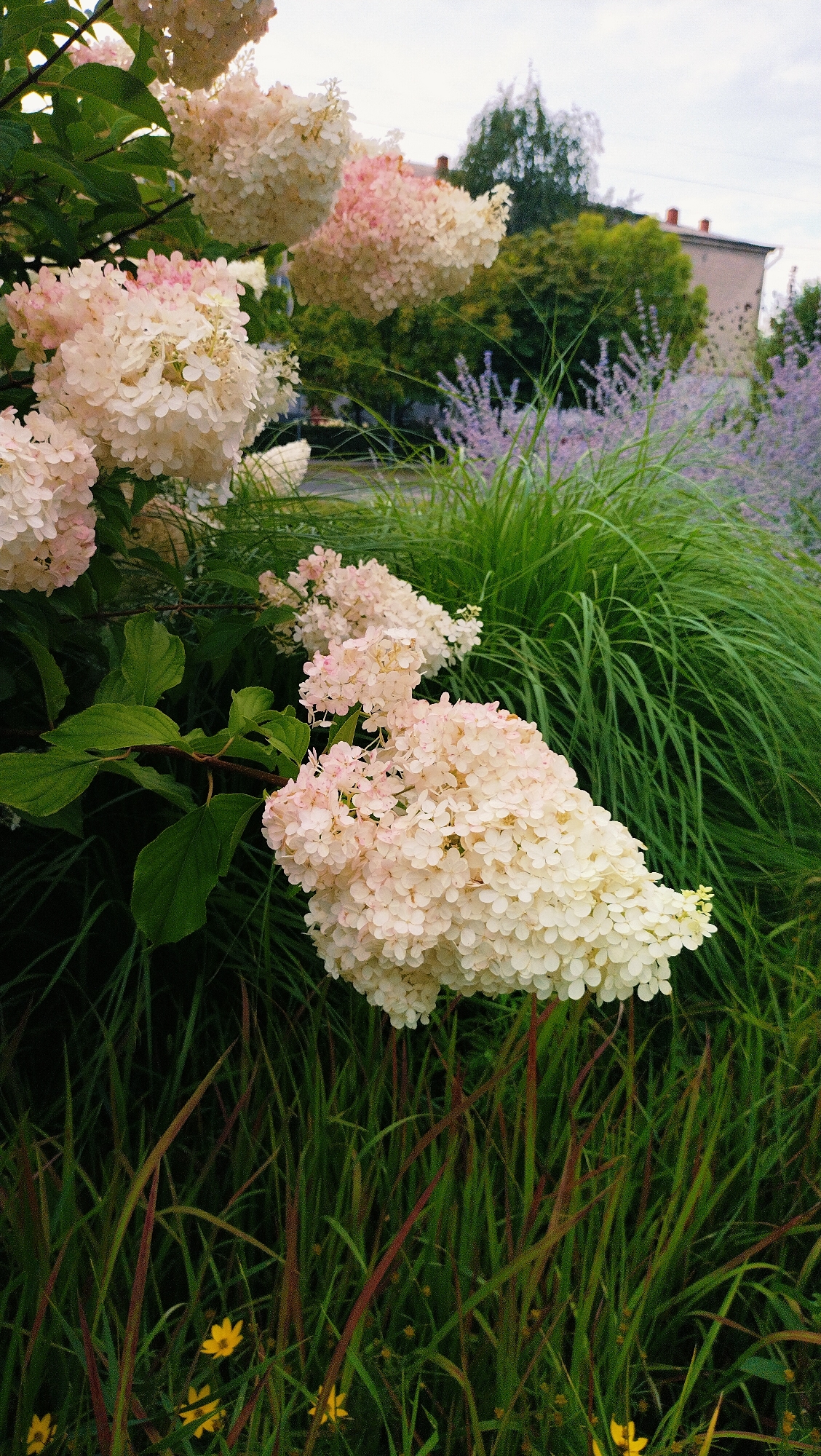 This is a close-up, eye-level outdoor photograph of a flowering shrub with large, cone-shaped clusters of white and pale pink blossoms, likely hydrangeas, dominating the left and central portions of the frame. The flowers are detailed and textured, with many small petals forming the larger blooms. Green leaves are visible beneath some of the flower clusters.
In the background, tall, wispy green ornamental grasses create a lush, soft texture across the middle and right side of the image. Behind the grasses, a hint of a suburban or urban environment is visible. This includes the upper parts of trees with green foliage and a building with a reddish-brown tiled roof and a light-colored facade. A glimpse of what appears to be a street or road is also suggested behind the shrubs. Small yellow wildflowers are scattered in the lower foreground among the grass. The sky is overcast and bright. The scene appears to be a cultivated garden area within the city of Horishni Plavni, Ukraine, possibly a residential area or park. There are no people or animals visible.