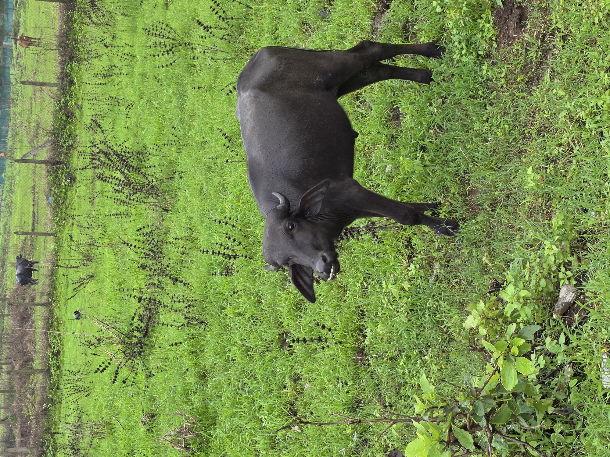 A young water buffalo stands in a lush green field in Sandshi, India. The buffalo is black with curved horns and a slightly open mouth, revealing its teeth. It is facing the camera and is the primary subject of the image. In the background, there are more water buffalo and a cow visible behind a fence. The field is covered in dense green grass and scattered dark, bushy plants. The ground appears damp, suggesting recent rain. The overall environment is rural and agricultural.