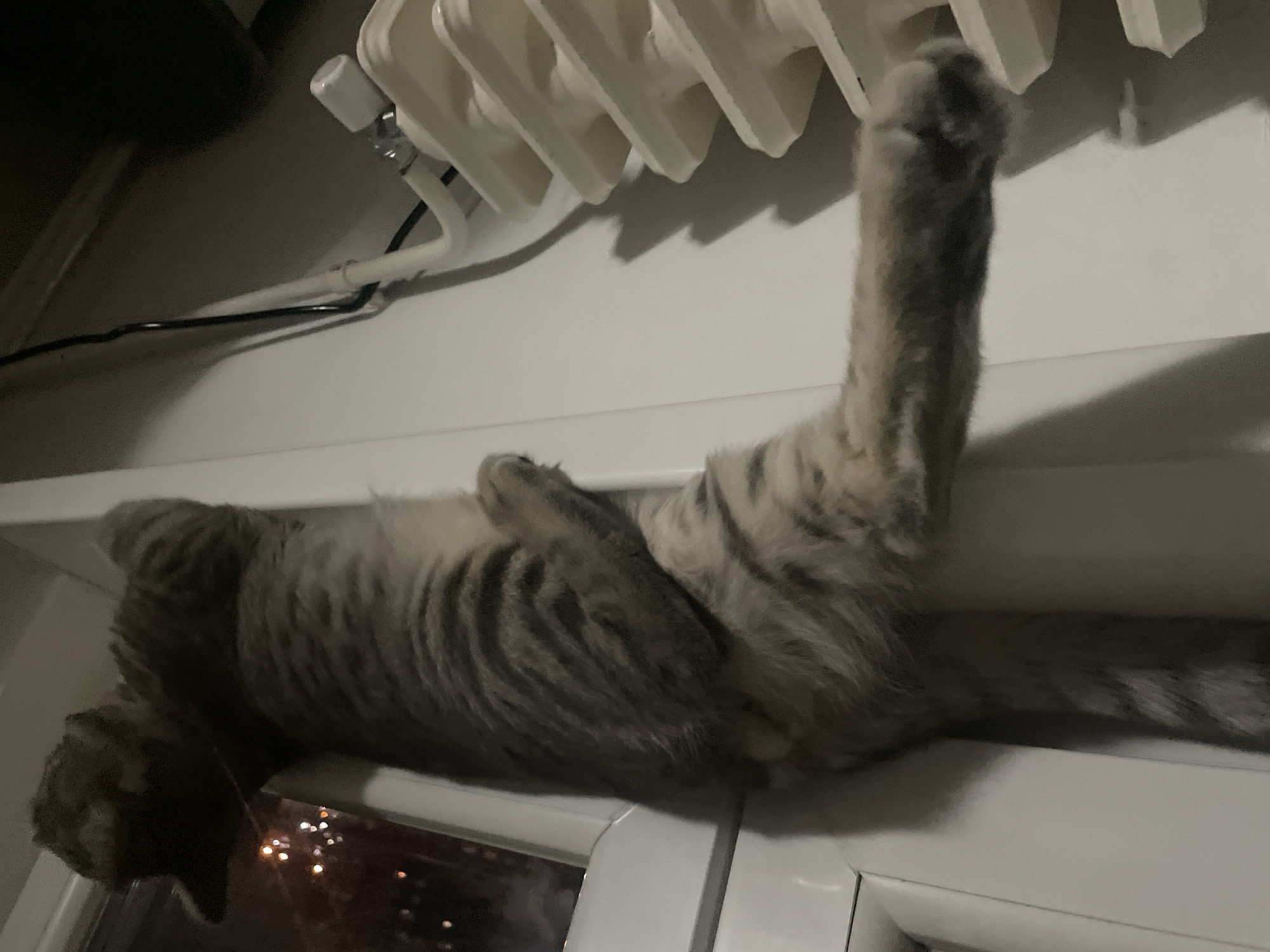 A gray tabby cat lies belly-up on a window sill, with its front paw extended vertically towards a white radiator mounted above. The cat's head rests near the window frame, and the tail extends towards the right. The window looks out onto a night scene with blurred lights, likely streetlights, which indicates the cat is in an urban area, presumed to be the city of Novi Sad, Serbia. A black electrical cable is visible running to the radiator. The scene is lit by indoor lighting.