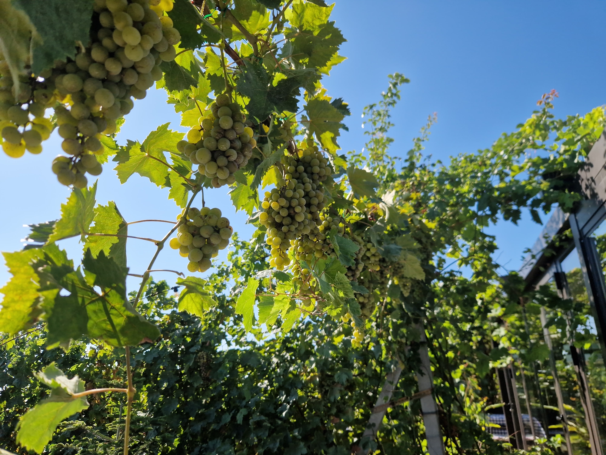 A low-angle, close-up, medium shot captures bunches of light green grapes hanging from vines under a bright blue sky. The grapes are plump and clustered together, some showing slight discoloration indicative of ripeness. Green grape leaves, with their characteristic lobed shape and serrated edges, are interspersed among the fruit, some backlit by the sun. The vines are supported by vertical posts, and a dark-colored structure, possibly a building or a greenhouse, is visible in the upper right background, its reflective surfaces mirroring the surrounding greenery. The foreground is filled with the lush foliage of the vineyard, creating a dense, verdant backdrop. This scene is located in Tankovo, Bulgaria.