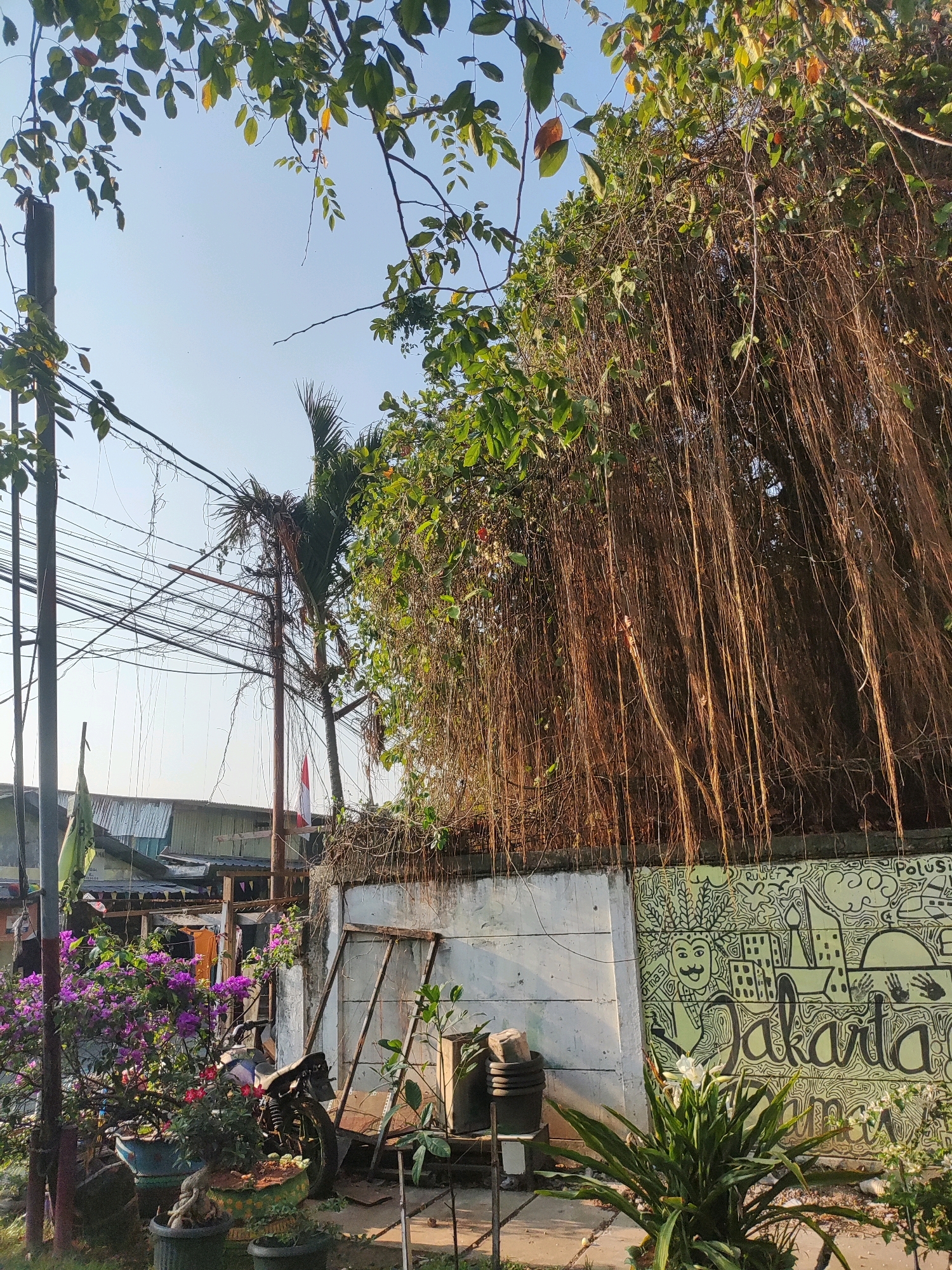 A medium shot captures an outdoor scene with dense foliage and a graffiti-covered wall under a clear sky. The foreground features a cluster of potted plants, including vibrant purple bougainvillea, and a bonsai tree. To the right, a motorcycle is partially visible, leaning against what appears to be a dilapidated structure. In the mid-ground, a long, white wall is adorned with a mural depicting various urban elements and the word "Jakarta" in large, stylized lettering. Several utility poles with a tangle of wires are prominent on the left side of the frame. A palm tree and more hanging vines add to the lush, overgrown atmosphere. The background reveals the tin roofs of buildings, suggesting an urban or semi-urban environment. The lighting indicates it is daytime, likely morning or late afternoon, with sunlight casting shadows.