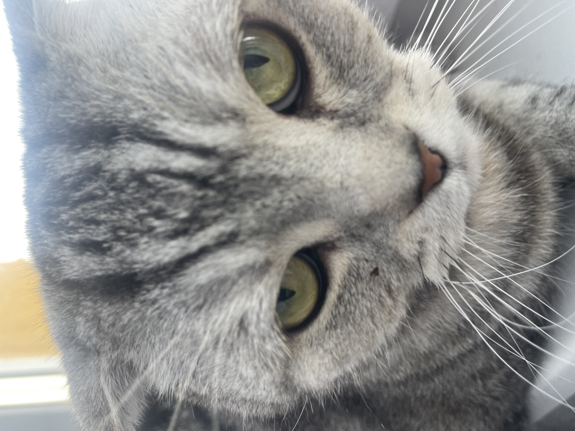 A close-up photograph shows the face of a gray tabby cat with green eyes, a pink nose, and white whiskers. The cat's fur is a mix of gray and white, with darker gray stripes. The photograph appears to have been taken indoors, close to a window, with a blurry view of a yellow building visible outside, though its location in Izhevsk, Russia, cannot be determined from this photograph alone. No people or interactions are visible.