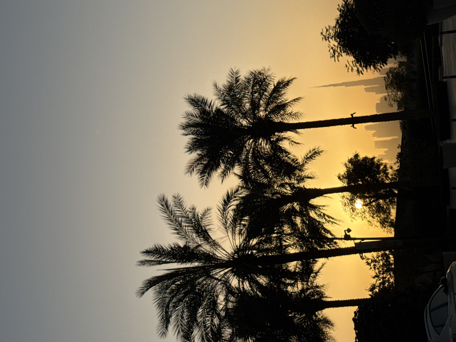 The image captures an outdoor urban landscape in Dubai, United Arab Emirates, during a sunrise or sunset. The sky displays a gradient, shifting from a light blue-grey at the top to a prominent golden-orange glow at the horizon. Multiple mature date palm trees are silhouetted in the foreground and midground, with their dark fronds sharply defined against the bright sky. The sun, appearing as a brilliant orb, is partially obscured by foliage in the mid-left portion of the frame. Additional dark, dense shrubbery is visible beneath and between the palm trees. A partial view of a light-colored vehicle, likely a car, is present in the lower-left corner, with dark, indistinct ground-level structures across the bottom. The background reveals a dense, silhouetted city skyline featuring numerous high-rise buildings, with the unmistakable spire of the Burj Khalifa clearly identifiable on the right side of this urban cluster. No individuals or specific actions are discernible.