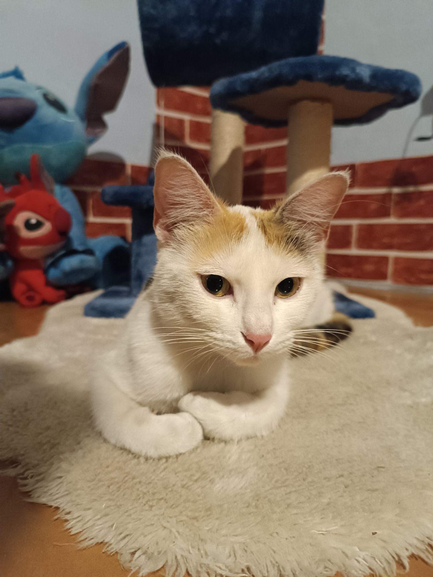 A medium-shot photo depicts a white cat with tan markings resting on a white, shaggy rug. The cat is positioned in the lower center of the frame, with its forepaws neatly crossed. Behind the cat is a multi-tiered blue cat tree, with a red dragon plush toy and a blue 'Stitch' plush toy also visible. The background includes a wall that is half blue and half red brick pattern. The setting appears to be indoors, likely a home. No information is visible to associate with Viadana, Italy.