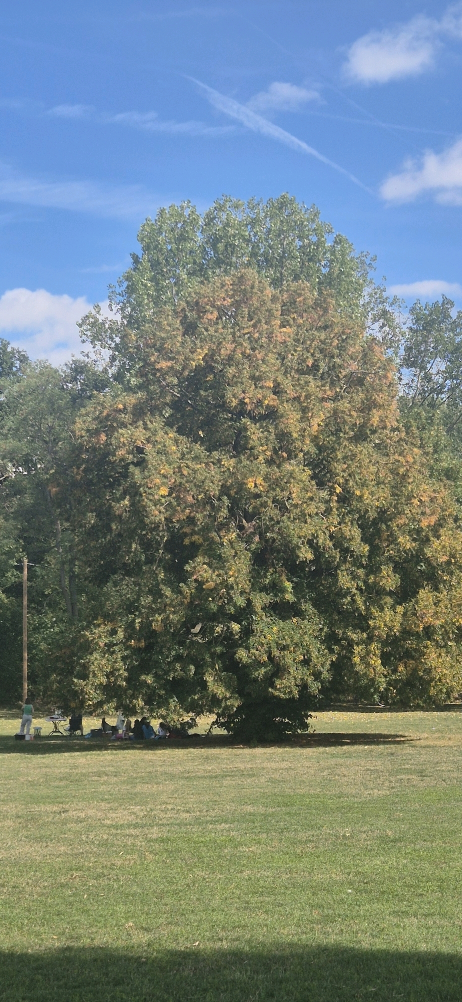 The image depicts a large, mature tree with a full canopy, exhibiting autumn foliage with shades of green and yellow-orange. Several people are gathered under the shade of the tree, appearing to be picnicking or relaxing on the grass. To the left of the tree, a person stands near a small table and a bicycle. The scene is set in a grassy park with a clear blue sky above, featuring white clouds and contrails from aircraft. The setting is consistent with the Kurpark in Wiesbaden, Germany, a well-known public park.
