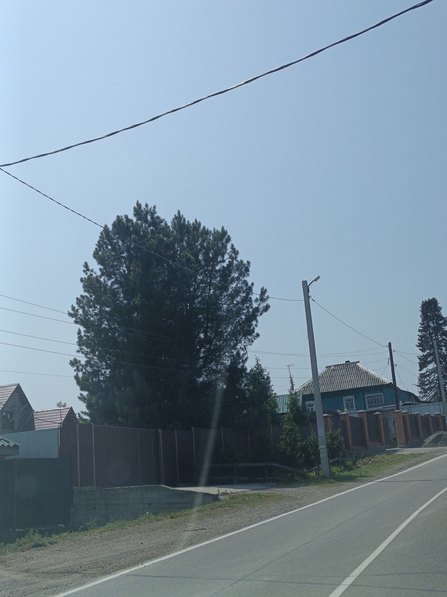 This image captures a street scene in the village of Targai, Russia, under a clear blue sky. A paved road with white lane markings runs diagonally across the lower right portion of the frame. To the left of the road, a dirt and gravel shoulder transitions to a sloped concrete embankment topped by a dark-colored fence. Further back, a light brown corrugated metal fence runs horizontally, partially obscuring several buildings with red roofs. Beyond the fence, a large, dark green pine tree dominates the mid-ground. To the right of the pine tree, a light pole with a street lamp is visible, situated near a teal-colored house with a grey, corrugated roof and white-framed windows. A brick and concrete fence with decorative pillars separates the house from the road. In the background, the dark green branches of another tall pine tree are visible on the far right. Overhead, several power lines crisscross the sky. No people are present in the image.