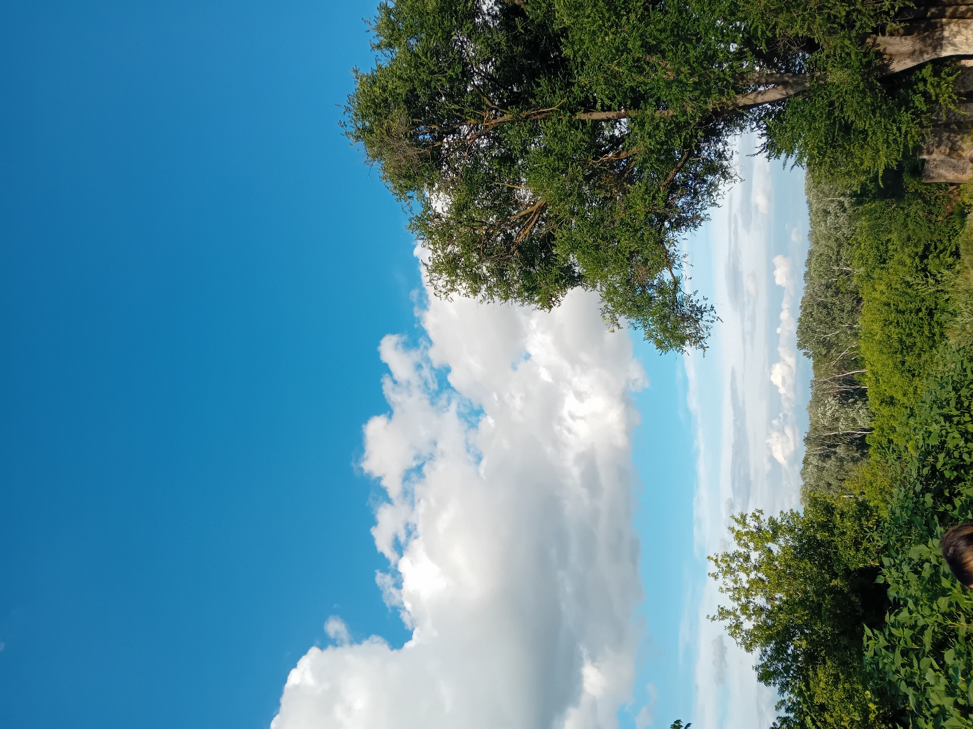 The image depicts a clear blue sky with scattered white cumulus clouds, likely taken during daylight hours. In the foreground, a dense canopy of green trees and foliage dominates the lower half of the frame. A large tree with abundant green leaves stands prominently on the right side of the image, its branches extending upwards and to the left. To the left of this large tree, a smaller tree with similar foliage is visible. In the middle ground, a line of trees forms a distant treeline, with lighter-colored trees interspersed amongst darker green ones. The background is a bright, clear blue sky. The environment appears to be a natural, possibly rural or park-like setting, with no man-made structures immediately apparent in the depicted area. The image does not contain any readily identifiable landmarks or features that would specifically pinpoint a location within the city of Chuhuiv, Ukraine.