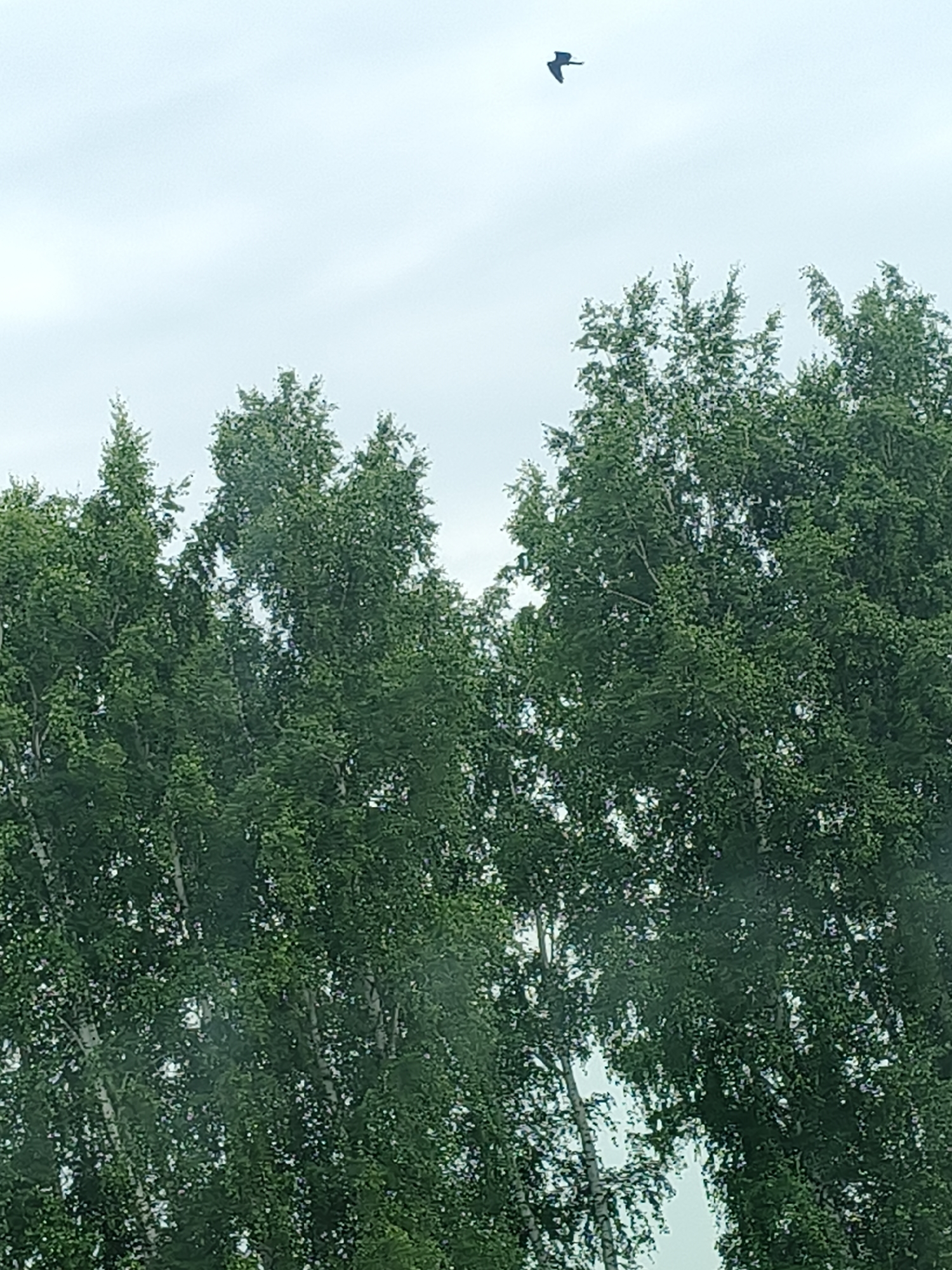 A lone bird flies high in the sky above a dense canopy of green trees. The sky is overcast with muted gray clouds, creating a soft, diffused light. The trees are lush and leafy, with the tops of several prominent trees filling the lower portion of the frame. The bird is a small, dark silhouette against the light sky, its wings outstretched as if in mid-flight. The image appears to be taken outdoors, likely in a park or natural area within the city of Novofedorovskoye, Russia. There are no people visible in the image.