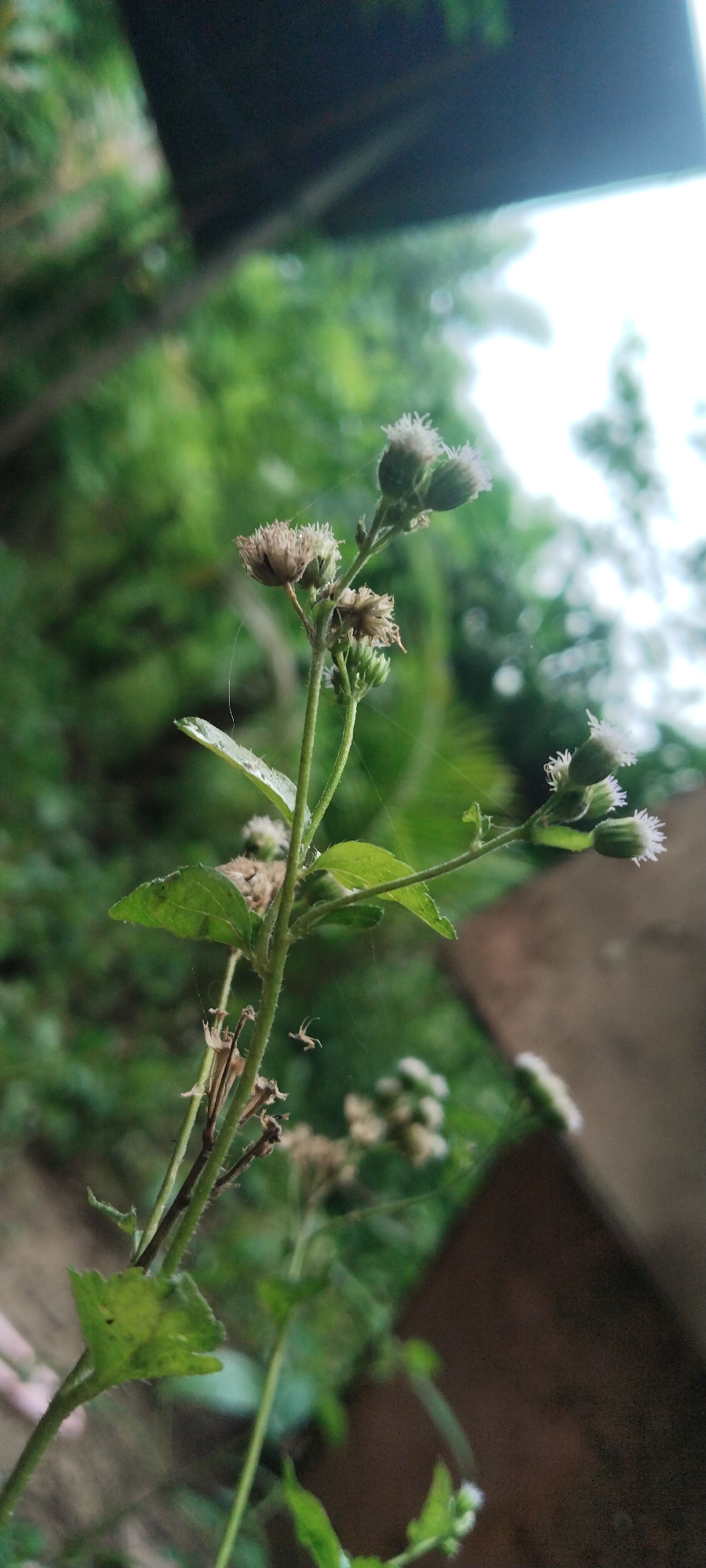 A close-up, low-angle shot focuses on the upper part of a plant with small, white, fluffy flower buds and some withered brown blossoms. A delicate spiderweb is visible on a green leaf and extends across the stem. The background is a blur of green foliage and a dark, indistinct structure overhead, suggesting an outdoor environment, possibly a backyard or garden. The setting is identified as Blangjruen, Indonesia. The image captures a natural, unadorned moment, with no people or specific actions depicted.