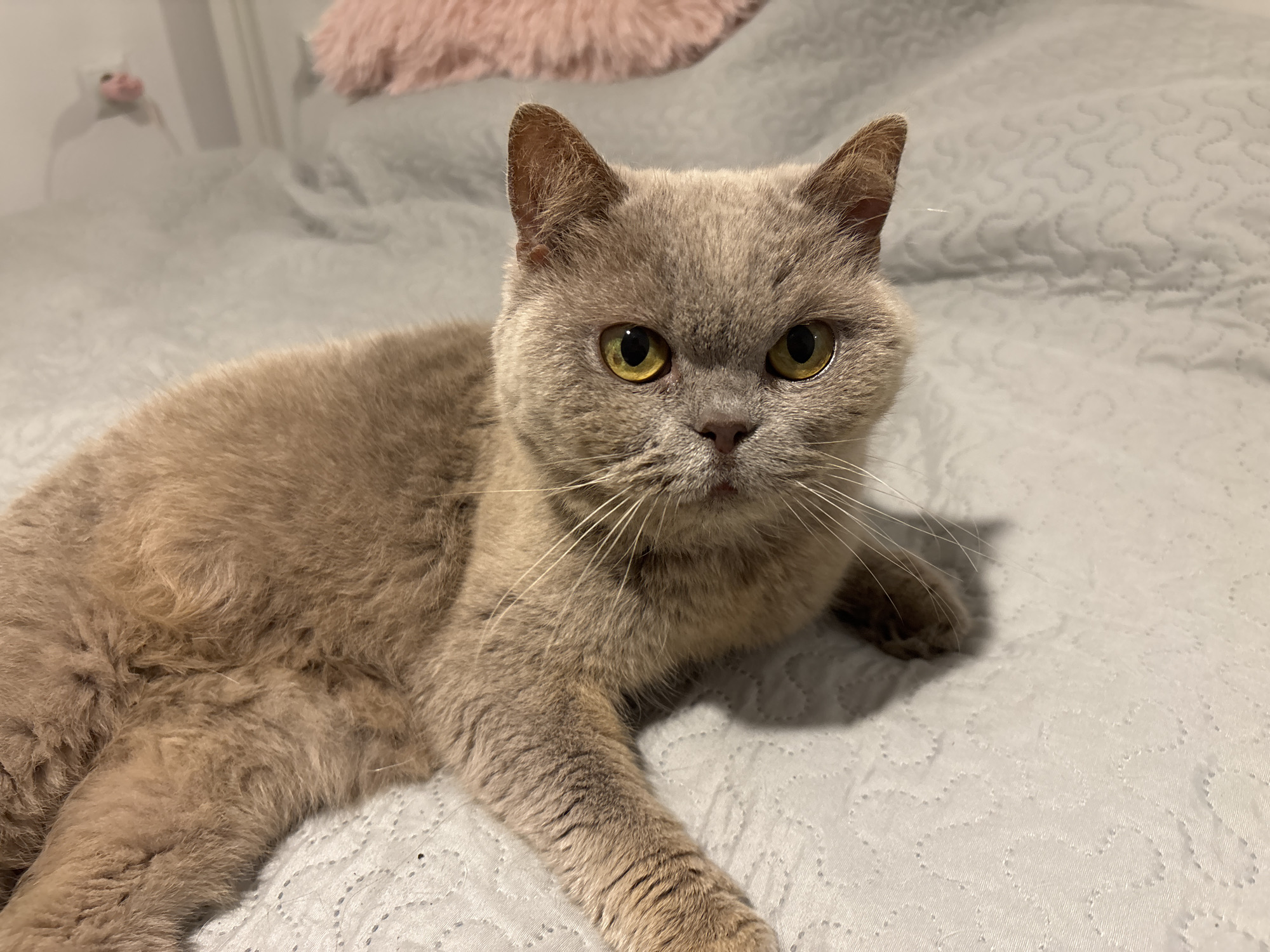 A lilac-colored British Shorthair cat lies on a light gray, quilted bedspread. The cat is facing forward, with its yellow-green eyes open. A pink pillow is visible in the background. The location in Burgas, Bulgaria is unknown.