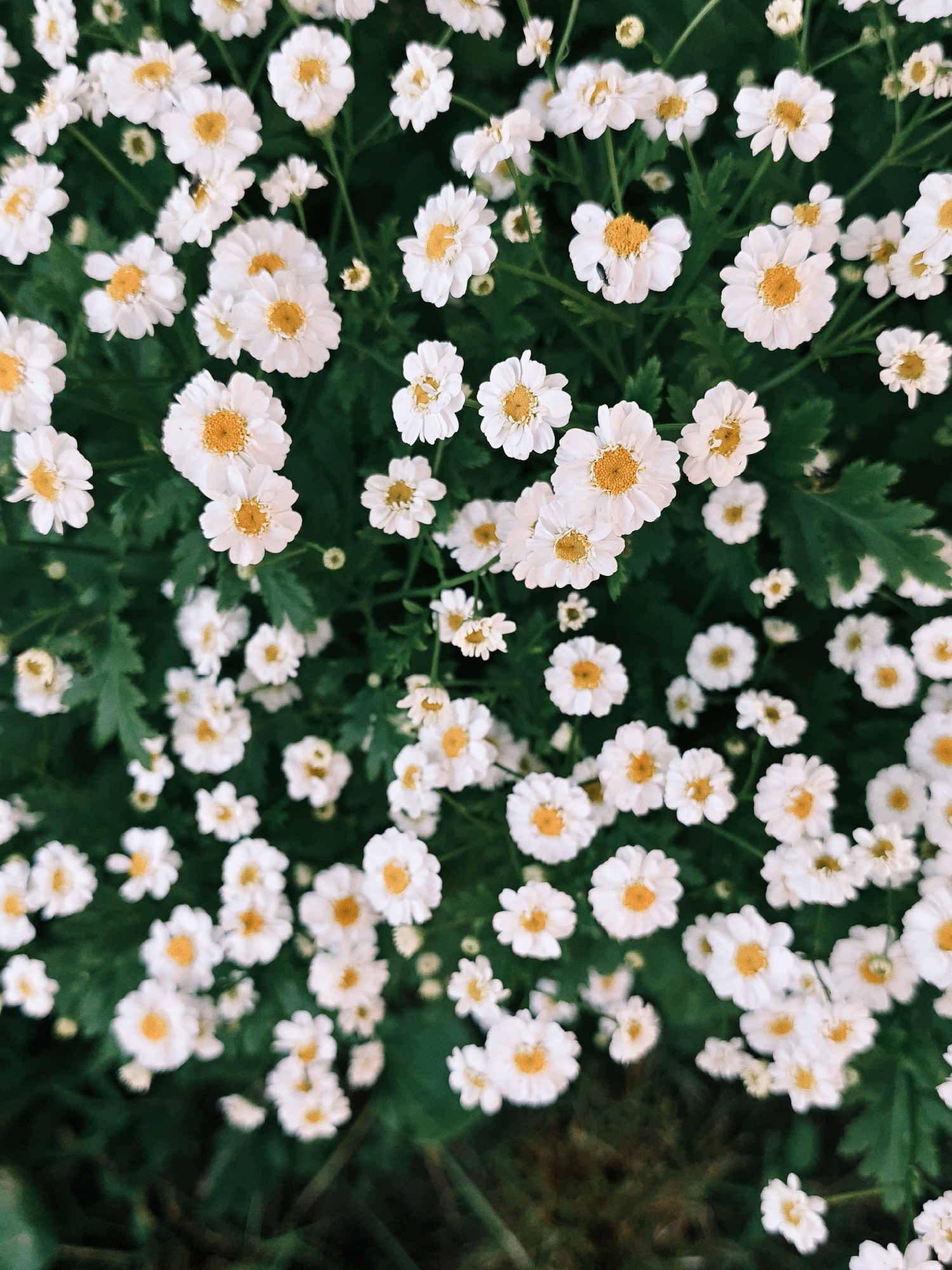 The image is a top-down, close-up view of a dense cluster of white and yellow chamomile flowers and green foliage. The flowers are of various sizes, with many showing their distinct white petals surrounding a bright yellow center. The background is a dark green blur of leaves and stems, indicating a natural outdoor setting. The lighting suggests a bright, possibly sunny day. There are no people, animals, or man-made structures visible in the image. The scene is located in Parkhomivka, Ukraine.