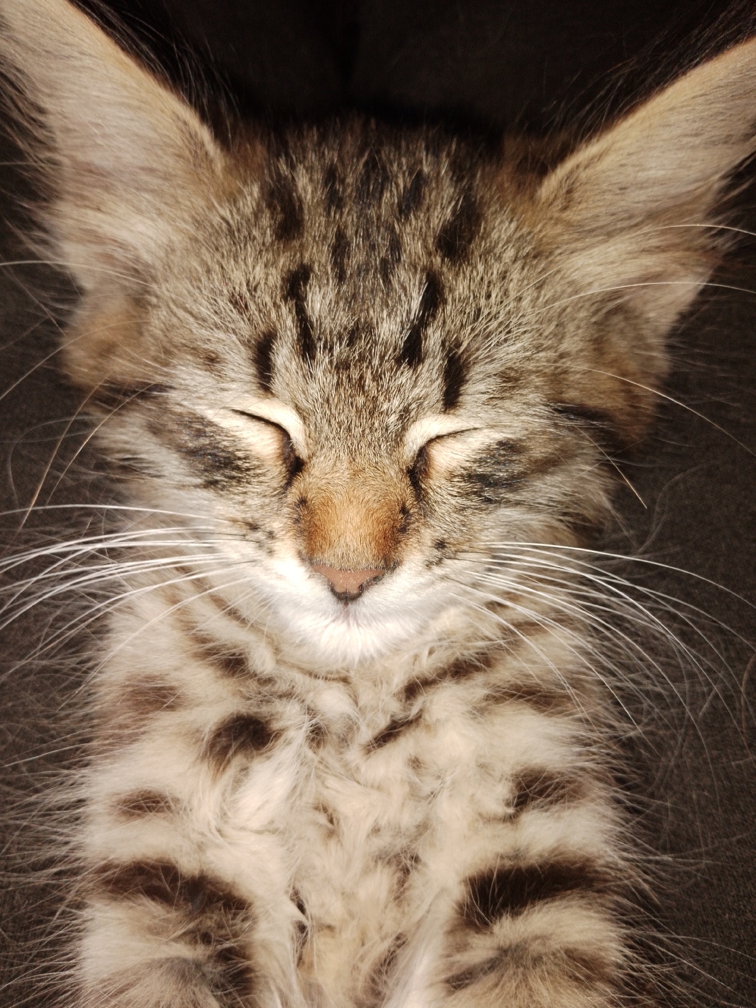 A close-up, overhead shot shows a tabby kitten with its eyes closed, seemingly asleep. The kitten's fur is a mix of brown, tan, and white stripes. Its long white whiskers fan out from its face. The background is dark and indistinct, suggesting the kitten is lying on a soft surface. The lighting is warm, highlighting the texture of the kitten's fur.