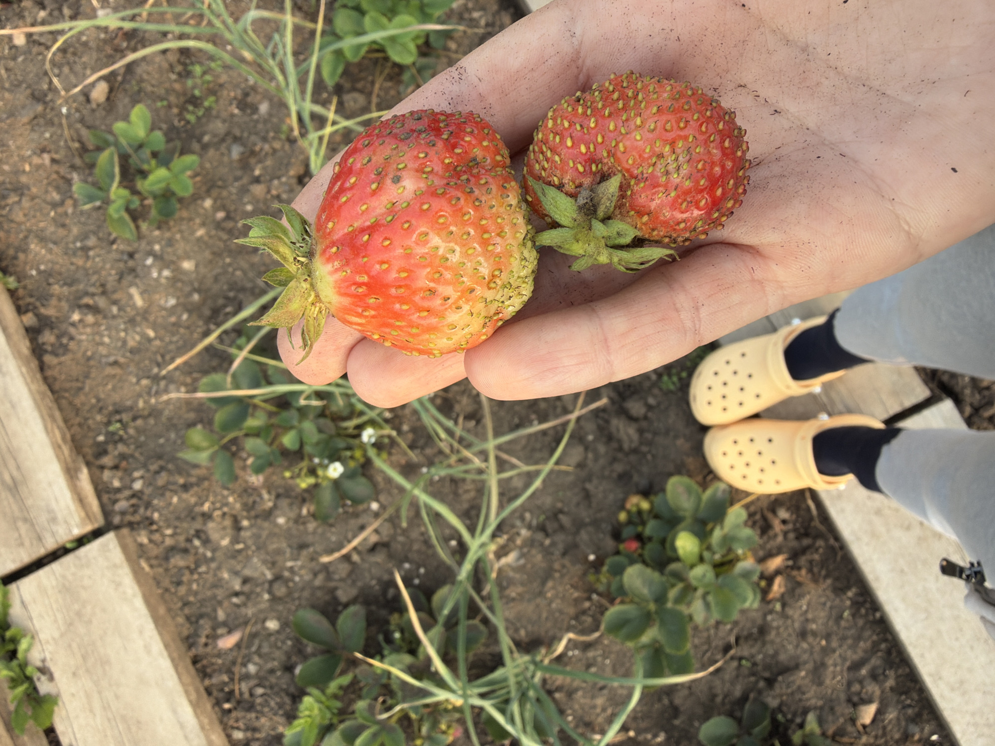A close-up shot shows a person's open hand holding two imperfect strawberries. The larger strawberry is on top, with a reddish-orange hue and numerous small, yellow seeds. The smaller strawberry below it is a deeper red, also covered in seeds. The hand appears to have dirt on it. In the background, a patch of soil with green strawberry plants and some dry, thin stalks is visible. To the left and lower part of the frame, a person's feet are visible, wearing light yellow Crocs and dark socks with grey pants. Wooden planks are laid out in the upper left corner of the image, possibly forming a garden path. The overall setting suggests an outdoor environment, likely a garden.