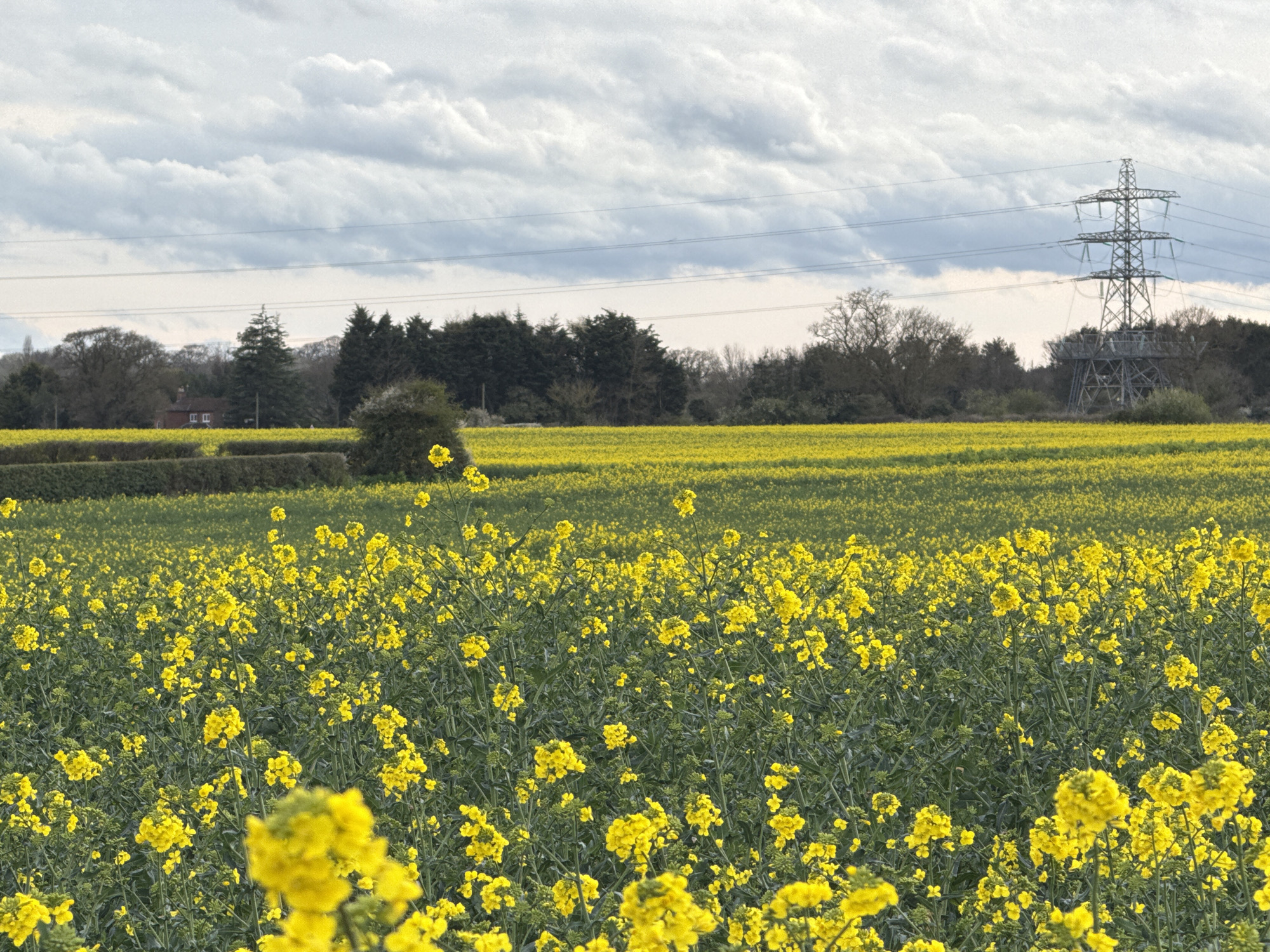 The image captures a vibrant field of yellow rapeseed flowers under a cloudy sky. An electricity pylon stands in the background to the right of the frame. A line of trees is visible behind the field, with a small building discernible amongst them. Power lines stretch across the sky behind the trees and in front of the clouds. The location is likely near Great Yarmouth, United Kingdom, given the landscape features. There are no people visible in the image. The focal point is the rapeseed field in full bloom.