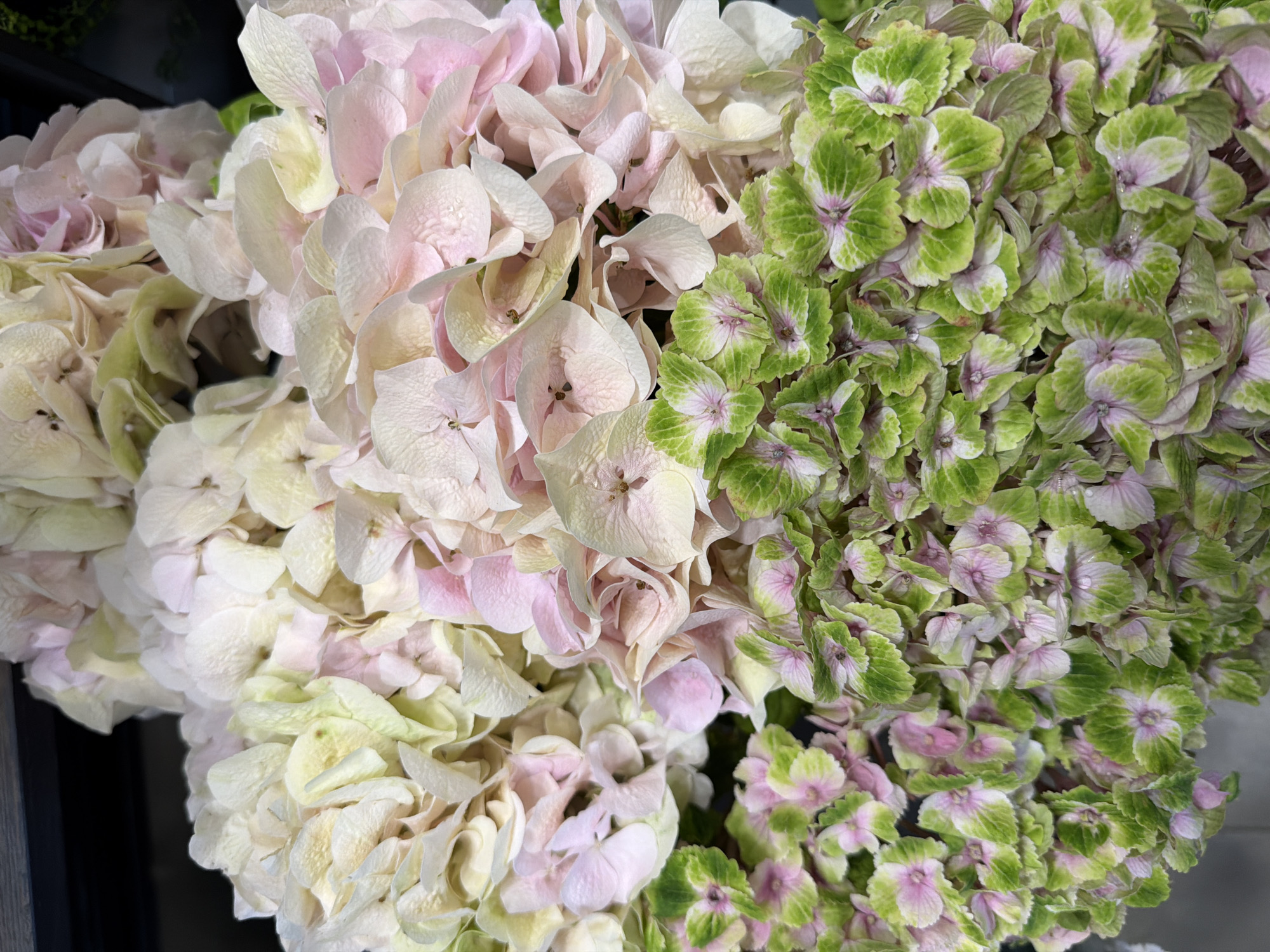 This media file is a close-up, overhead shot of a bouquet of hydrangeas. The flowers are divided into two distinct color groups. On the left side of the image, the hydrangeas are predominantly pale pink and cream, with some hints of pale green. Their petals are delicate and ruffled. On the right side, the hydrangeas are a vibrant mix of green and pink, with the green petals having a more textured, almost crinkled appearance. Small, darker pink centers are visible on the green flowers. The lighting suggests it could be daytime, and there are no indications of weather conditions. The setting appears to be a florist shop or a similar retail environment, as hinted by the dark background on the left and the implied arrangement of flowers for sale. There is no text visible in the image, and no people or specific activities are depicted. The focus is entirely on the natural beauty and texture of the flowers.