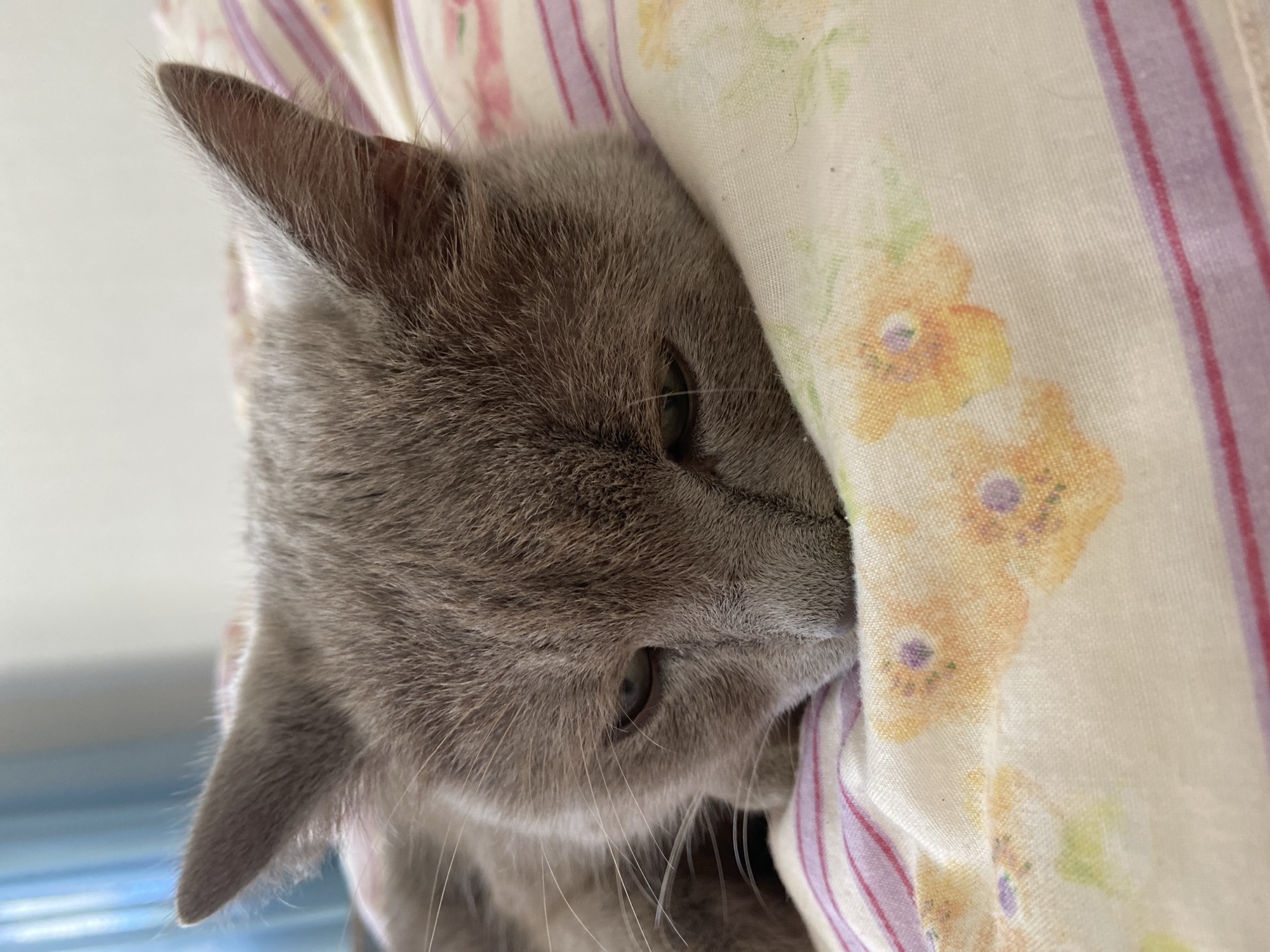 A close-up, eye-level shot shows a grey cat with its head resting on a floral-patterned fabric, likely a blanket or pillow. The cat's eyes are partially closed, giving it a sleepy or relaxed appearance. The fabric has a white base with delicate floral motifs in shades of yellow and pink, interspersed with thin purple stripes. In the background, a blurred blue curtain is visible. The image is taken indoors. The location is in Зимородок Днп, Russia.