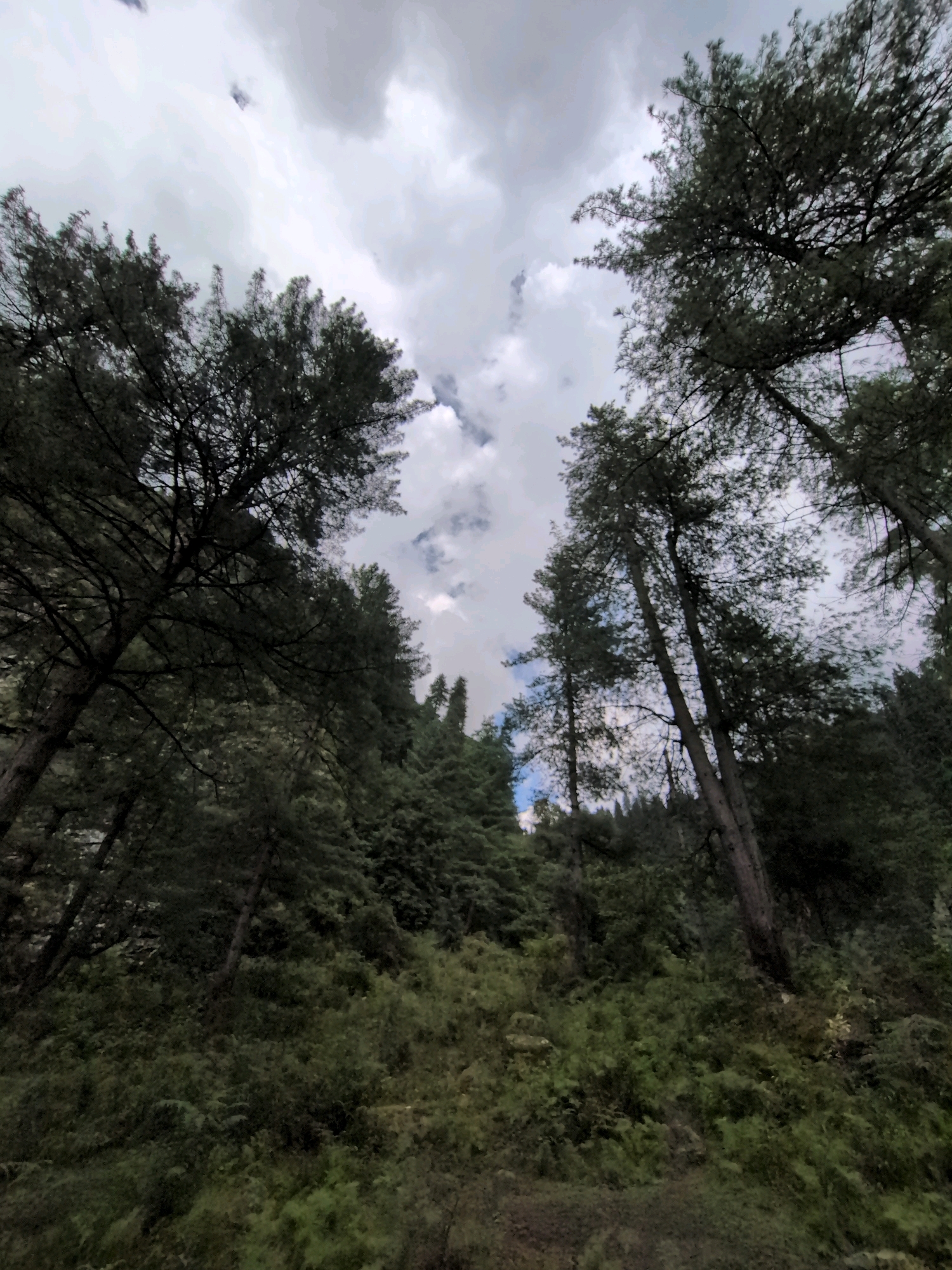 The image is a low-angle shot of a dense forest with tall trees reaching towards a cloudy sky. The foreground is covered in green foliage and undergrowth. The trees are a mix of pine and other coniferous species, with some visible trunks and branches silhouetted against the sky. Patches of blue sky are visible through breaks in the clouds. The scene appears to be a natural landscape, possibly a forest or a wooded area, with no signs of human habitation or activity. The location in Dashal, India, suggests a mountainous or hilly region.