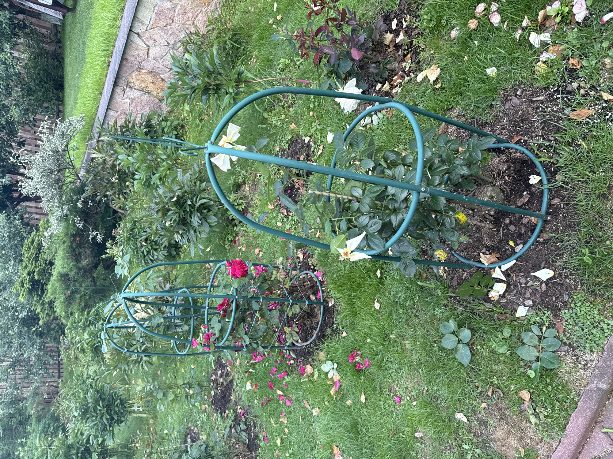 The image depicts a garden scene in Yukki, Russia, featuring several rose bushes supported by green metal cages. In the foreground, a rose bush with white flowers is contained within a cage. Behind it, another rose bush with pink flowers is also enclosed. Fallen pink and white rose petals are scattered across the green grass and soil. The garden is surrounded by lush green vegetation, including trees and shrubs, and a stone wall is visible in the background. The overall impression is one of a well-maintained garden in a suburban or rural setting.