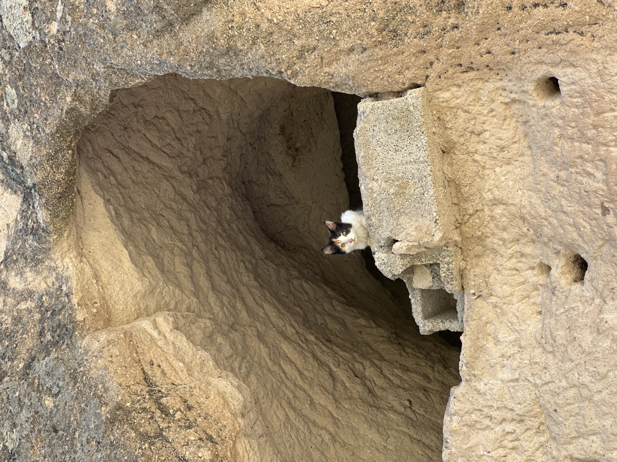 A calico kitten sits on a rock ledge within a natural cave opening in Avanos, Turkey. The kitten, with black, white, and orange markings, is facing the camera and appears alert. The cave walls are rough and textured, with visible striations suggesting natural erosion or carving. The surrounding environment is composed of light-colored, weathered rock. The lighting suggests daylight, casting shadows within the cave.
