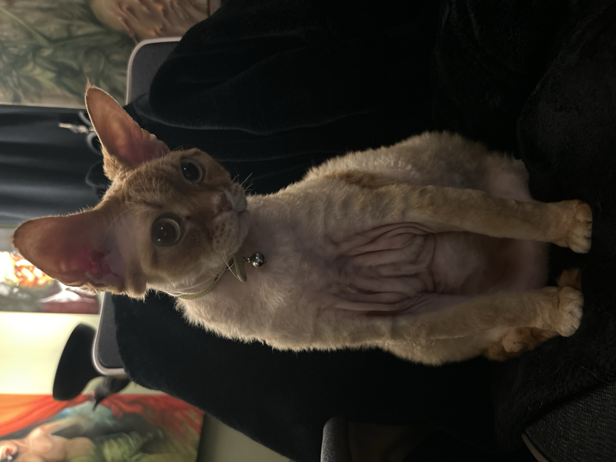 A light orange Devon Rex cat with a silver collar and bell is positioned on what appears to be a dark-colored chair or fabric surface. The cat is facing forward with its head tilted slightly to the left. Its eyes are wide and appear to be looking directly at the viewer. In the background, there is a dark cloth or fabric and what may be a framed image or painting, partially obscured. It is difficult to determine if the picture was taken in Cape Coral, Florida without further information, but the location is claimed to be in the city of Cape Coral, United States of America.