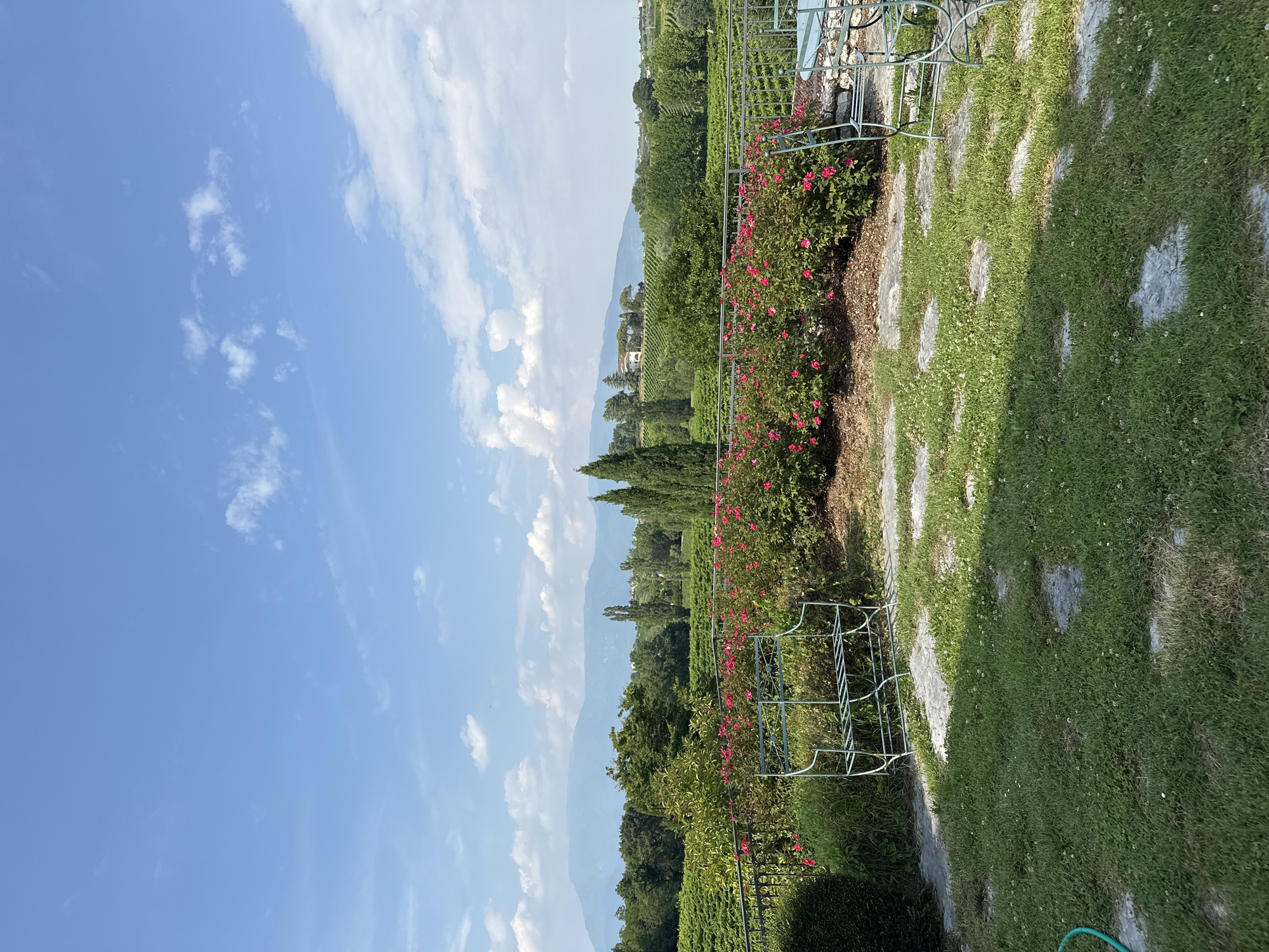 This image captures a serene outdoor scene in the city of Conegliano, Italy. The foreground features a well-maintained grassy area with irregularly shaped stepping stones, leading towards a garden bed overflowing with vibrant pink roses. Two ornate, light-colored metal benches are positioned on either side of the rose garden, suggesting a place for relaxation and enjoyment of the surroundings. Beyond the garden, a wrought-iron fence delineates the property from a lush vineyard, stretching across the landscape under a bright blue sky dotted with fluffy white clouds. In the distance, rolling hills and mountains form a picturesque backdrop, with scattered trees and buildings adding to the idyllic countryside view. The overall atmosphere is one of tranquility and natural beauty, characteristic of the Conegliano region known for its vineyards and scenic vistas.