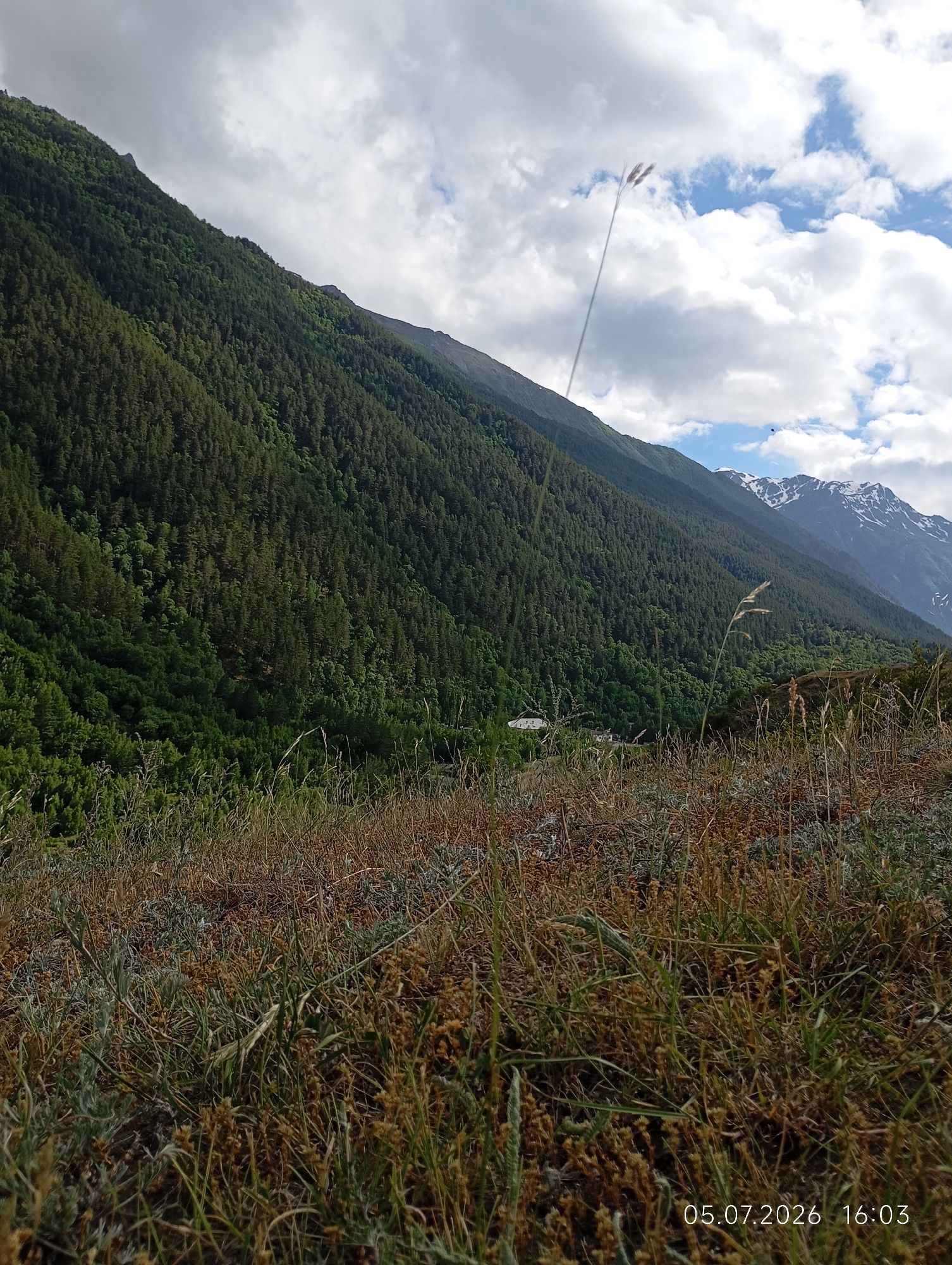 The image captures a scenic view of a mountainous landscape with a dense forest covering the slopes. In the foreground, dry, tall grass and other vegetation are visible, suggesting a natural, undeveloped area. The middle ground reveals a verdant, tree-covered mountain, with a small cluster of buildings nestled at its base. Further in the background, snow-capped mountains rise, indicating a high-altitude environment. The sky is partially cloudy with patches of blue sky visible. The timestamp at the bottom right corner indicates the photo was taken on July 5, 2026, at 16:03. The location appears to be in or near Neitrino, Russia, given the presence of mountainous terrain and pine forests, which are characteristic of the region.
