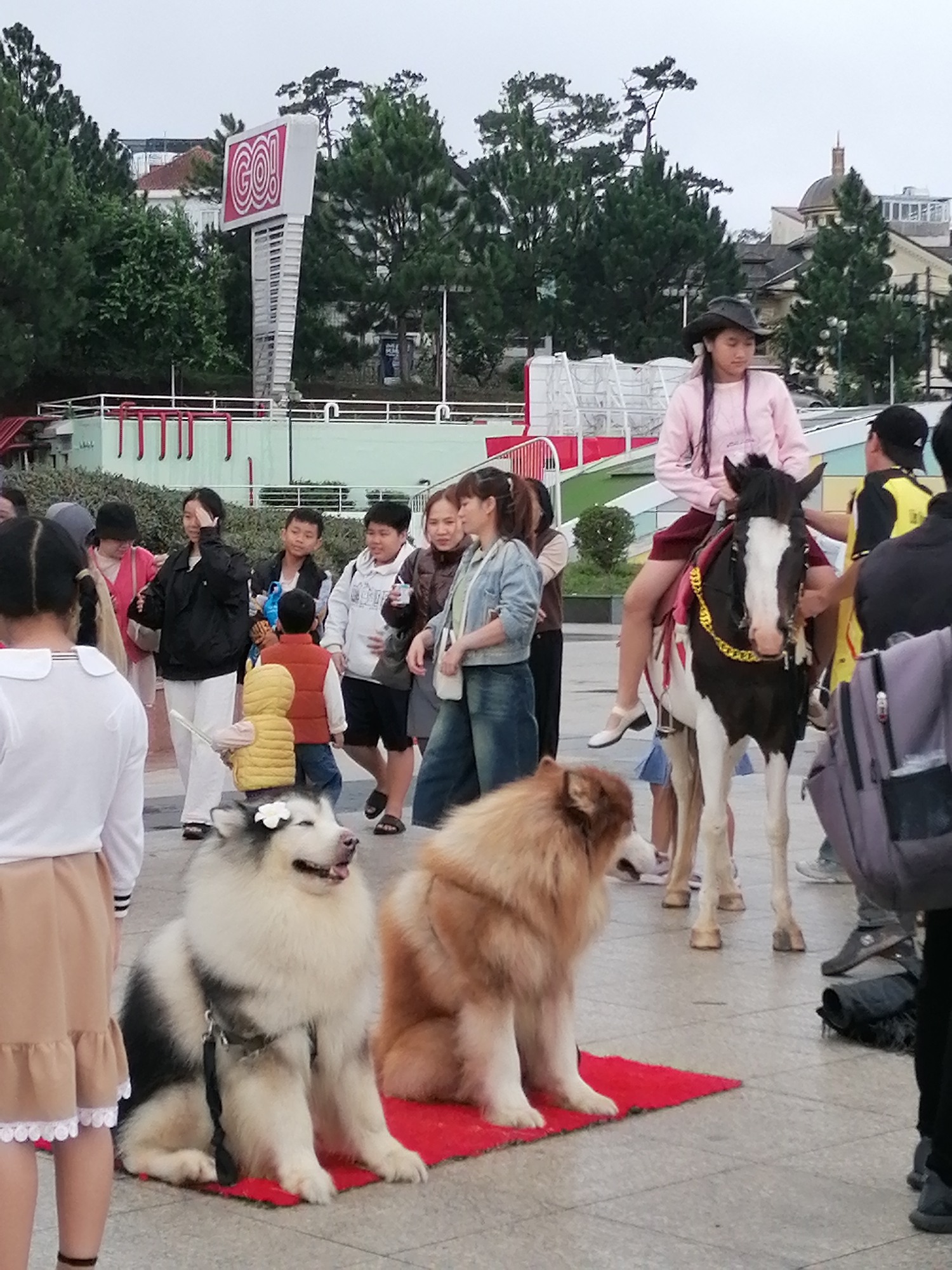 The image captures a lively scene in Da Lat, Vietnam, likely near the "GO!" shopping center, indicated by the prominent sign visible in the background. In the foreground, two large dogs, an Alaskan Malamute with a white flower on its head and a fluffy golden-brown dog, are seated on red mats. To their right, a young girl wearing a pink long-sleeved shirt and a brown skirt is riding a piebald horse. She wears a cowboy hat and appears to be posing for a photograph.
Surrounding the central subjects is a diverse group of people. To the left of the dogs, a young girl in a white top and a beige skirt is visible, facing away from the camera. Behind her, other individuals are blurred and less distinct. To the right of the horse and rider, a man in a yellow shirt and black shorts is partially visible. Further back, a crowd of people are interacting and observing the scene. The environment appears to be an outdoor public space with paved ground and some greenery in the background. The overall atmosphere suggests a tourist-friendly location, possibly a street performance or a photo opportunity.