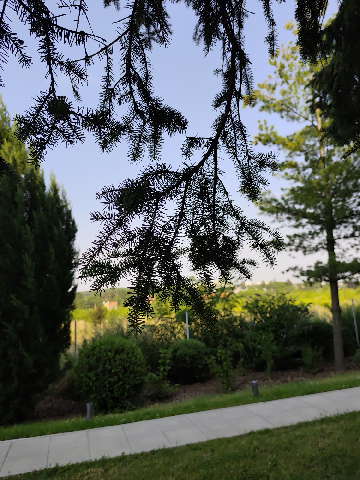A low-angle, eye-level, close-up shot shows the silhouette of a fir tree branch against a clear sky. The branch, with its sharp needles, dominates the foreground. Behind it, a lush green landscape unfolds, featuring manicured bushes, trees, and a hint of rolling hills in the distance. A paved walkway runs horizontally across the middle ground, bordered by neatly trimmed grass. The overall impression is one of a serene, well-maintained garden or park, likely located in Prague, Czechia, judging by the presence of what appear to be traditional European architectural elements in the background and the specific species of trees and flora. The lighting suggests it is late afternoon, with the sun casting long shadows and illuminating the scene with a warm glow.