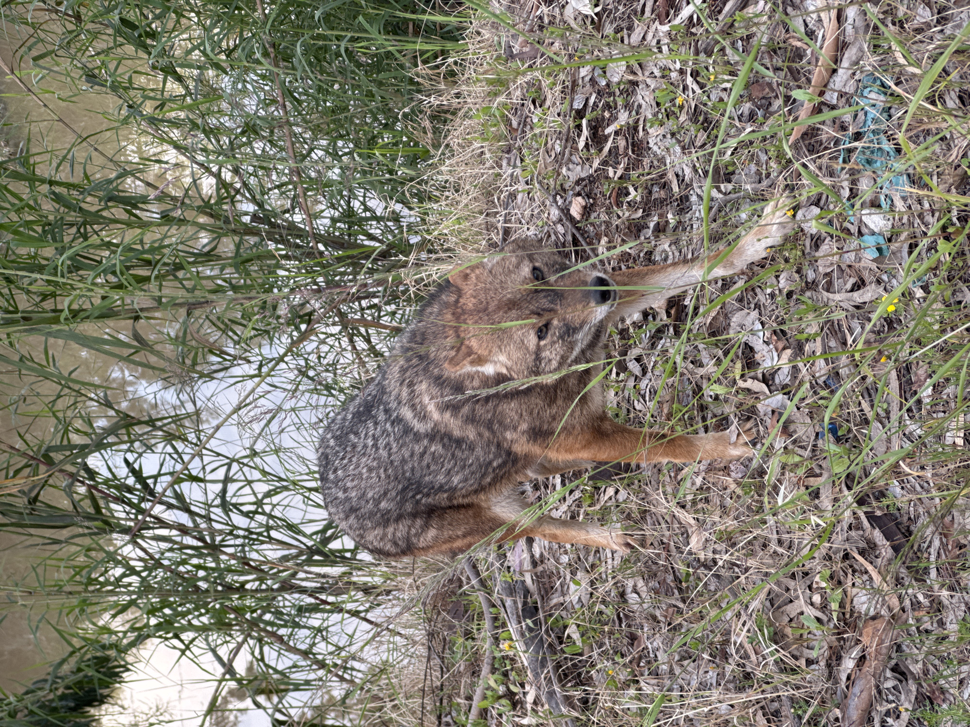 An adult golden jackal (Canis aureus) stands on a sloped, vegetated bank, facing towards the viewer. Its fur is mottled gray-brown on the back, transitioning to a lighter reddish-brown on its flanks, legs, and face. Darker fur is visible around its eyes and on its muzzle. The jackal is in mid-stride, with its left front paw slightly elevated. The ground consists of dry, fallen leaves, small twigs, sparse green and desiccated grasses, and several small yellow wildflowers. A crumpled piece of blue plastic litter is visible on the ground near the jackal's right foreleg. Behind the jackal, dense green reeds and tall grasses line the edge of a calm, murky brown body of water, likely a river or stream. The scene is located in a natural habitat area within the city of Ramat Gan, Israel, consistent with a riverine environment such as the Yarkon River.