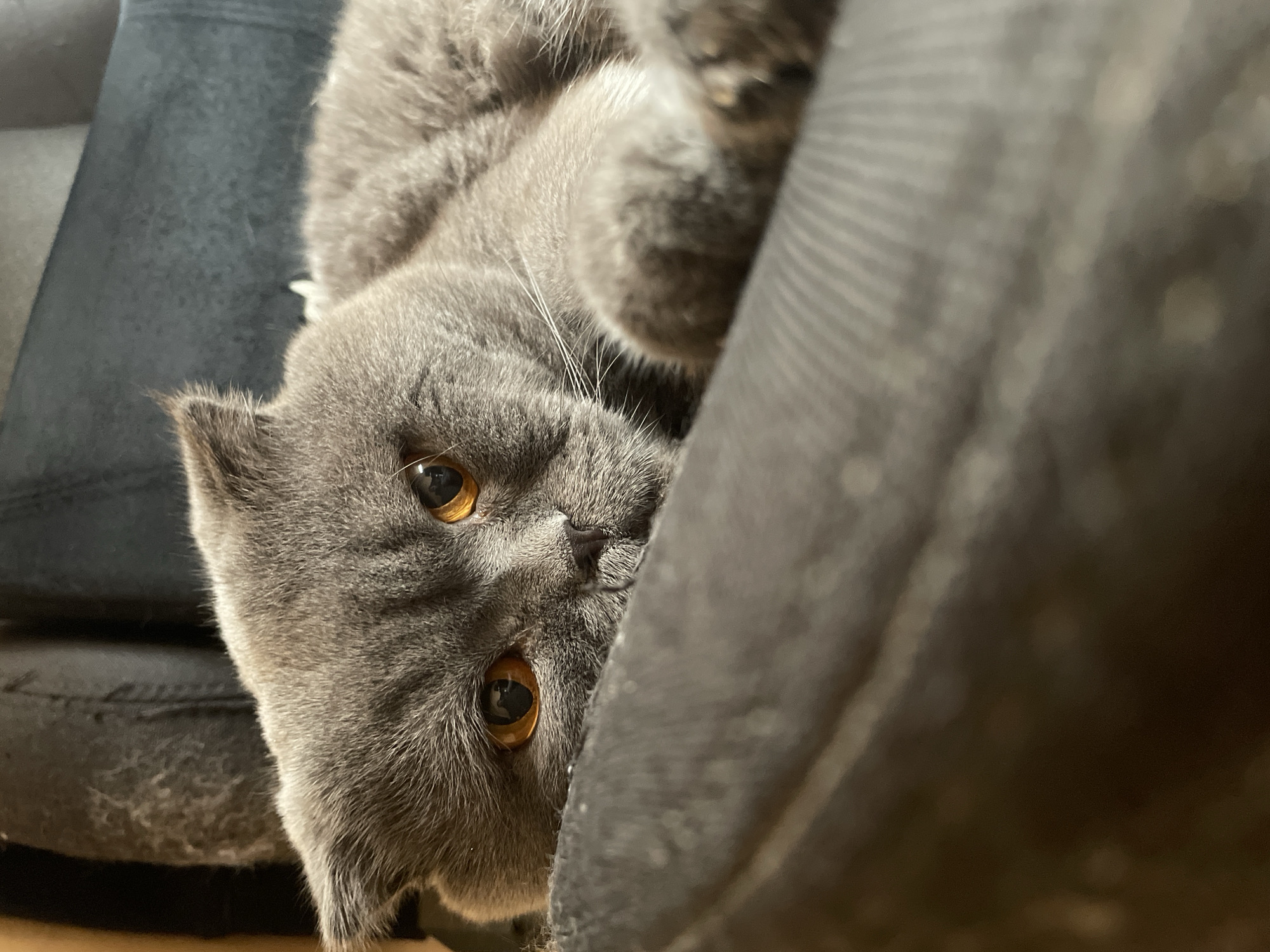 A close-up, eye-level shot shows a Scottish Fold cat with grey fur and bright orange eyes. The cat is lying down on a dark, textured surface, possibly a chair or couch. The cat's head is tilted slightly, and its gaze is directed towards the viewer. The background is blurred, with a darker grey fabric visible. The overall lighting is soft and diffused.