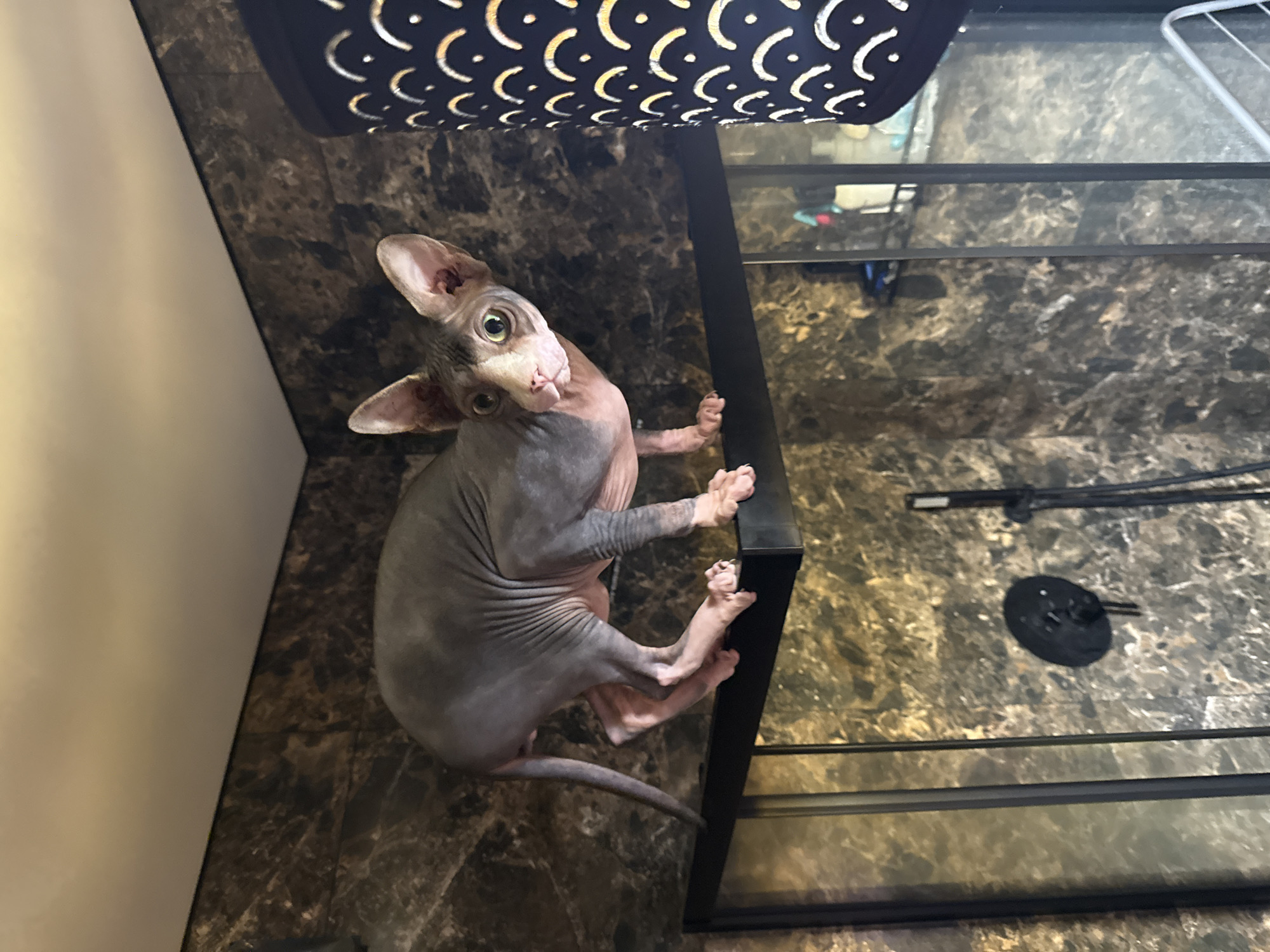 A hairless Sphynx cat is clinging to the edge of a dark-framed glass table. The cat is gray-skinned with large, pointed ears and green eyes. The table sits on a surface that appears to be a dark, mottled pattern. The cat is looking directly at the camera, with its head tilted. A patterned lampshade hangs above the cat. The location is not discernible as Berezyna, Ukraine.