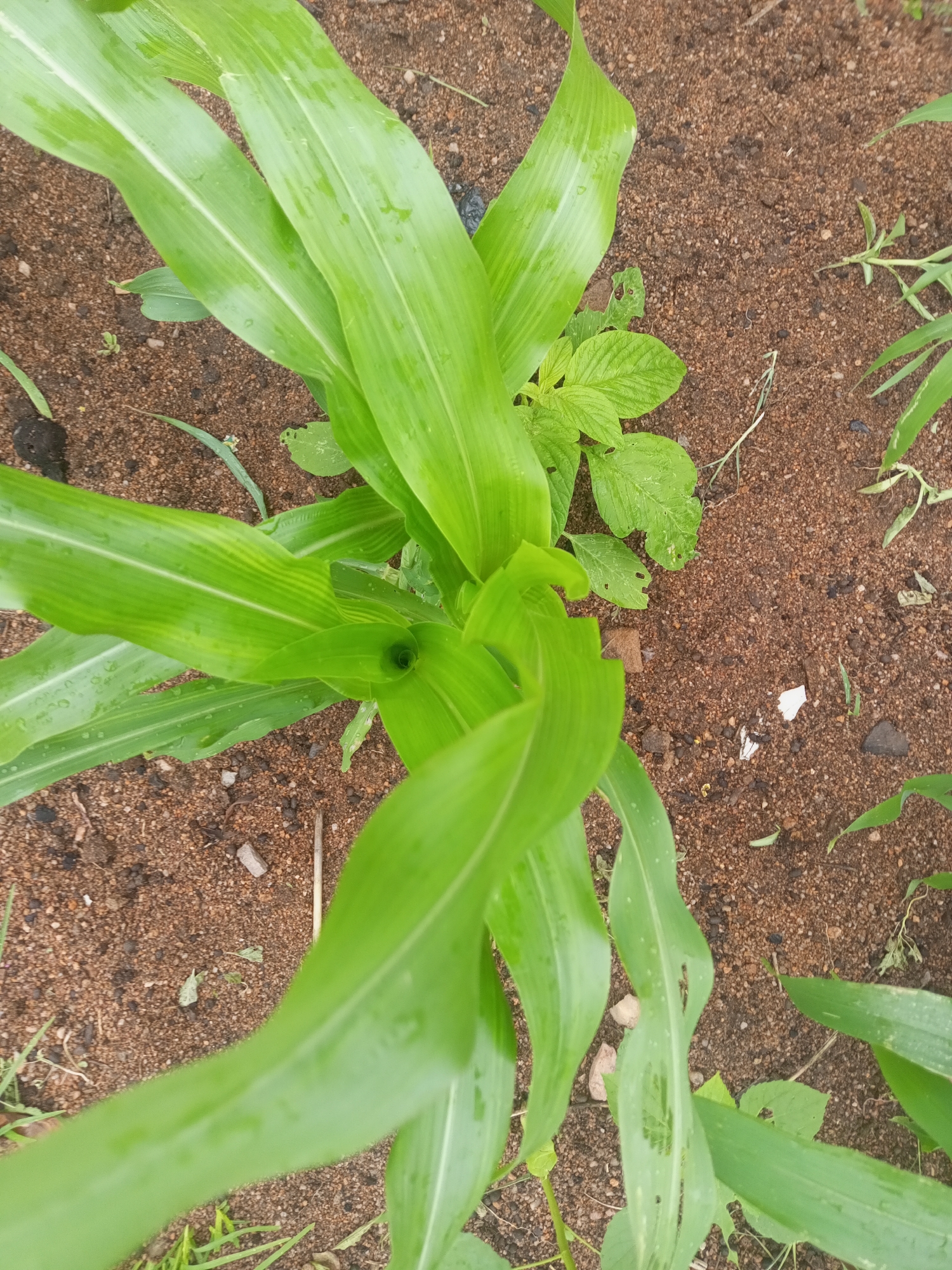 The image shows a close-up, overhead view of young corn plants and surrounding soil. The corn stalks are vibrant green with long, broad leaves, some of which appear to be wet, possibly from rain or watering. The soil is a reddish-brown, sandy texture with small pebbles and some scattered organic debris. There are a few other small green plants growing amongst the corn. The overall scene suggests an agricultural setting, likely a farm or garden. The image was taken in Zinna, Nigeria.