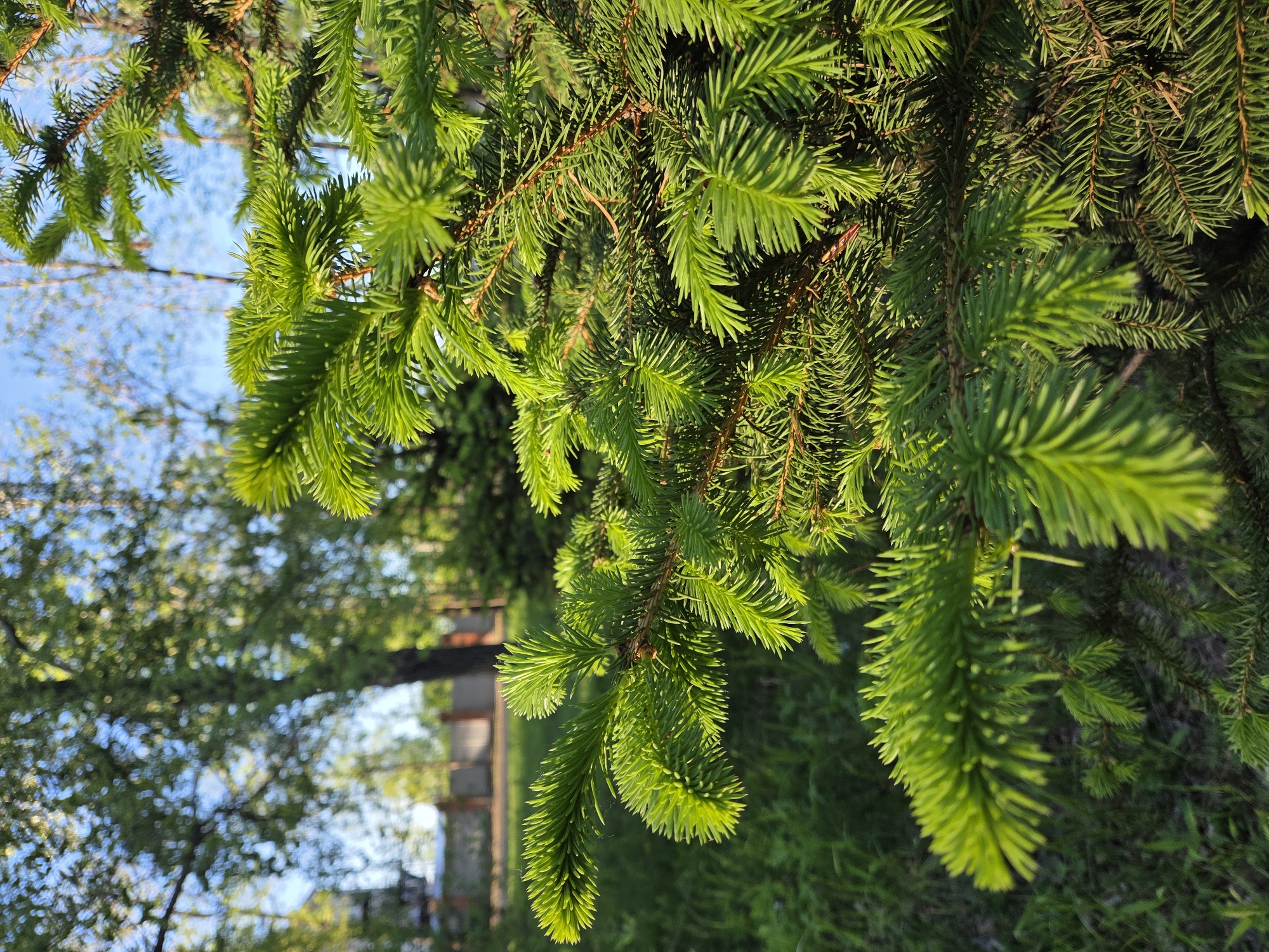 The image features close-up view of bright green pine needles with the sun shining through them. Behind the needles, the background reveals a view of a city, with other trees and a glimpse of a clear blue sky in Birobidzhan, Russia. It is a sunny day and the focus is on the lushness of the needles.