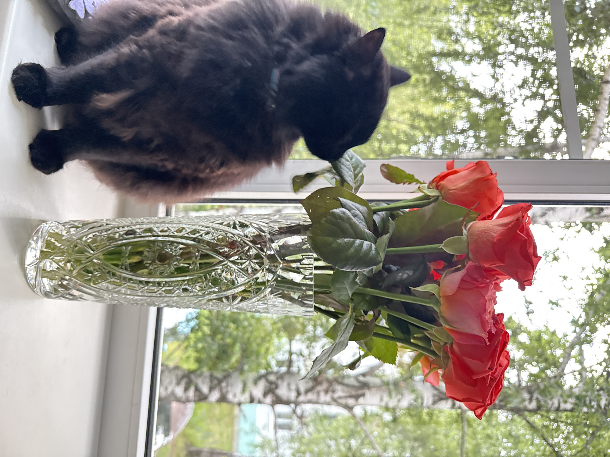 A medium shot captures a fluffy black cat with green eyes sitting on a white windowsill, looking towards a crystal vase filled with a bouquet of coral roses. The cat is facing left, with its head slightly bowed, and appears to be smelling the roses. A pale blue collar is visible around its neck. The vase is tall and ornate, with intricate diamond-cut patterns, and holds about seven coral roses with green stems and leaves. The background consists of a window with a white frame and a screen. Outside the window, lush green trees and a birch tree with distinctive white bark are visible, suggesting a natural or park-like setting. The overall lighting is soft, indicative of daylight. The scene suggests a domestic indoor environment, likely a room with a view of the outdoors. The location is Chaikovsky, Russia, as indicated by the prompt.