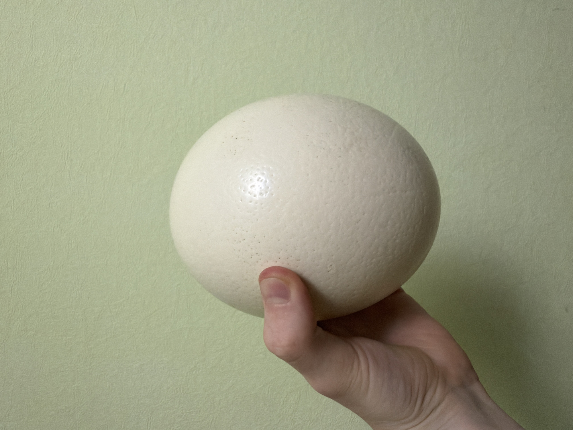A close-up, eye-level shot shows a person's hand holding a large, cream-colored ostrich egg against a textured, pale green wall. The hand, appearing to be an adult's, is positioned on the left side of the frame, with the thumb and index finger firmly gripping the egg. The egg itself is smooth with a slightly porous surface, and it occupies the majority of the right side of the image. The wall behind the egg and hand is uniformly lit, with subtle variations in texture. No other objects or people are visible in the frame. The image is devoid of any contextual clues that would indicate a specific location or time.