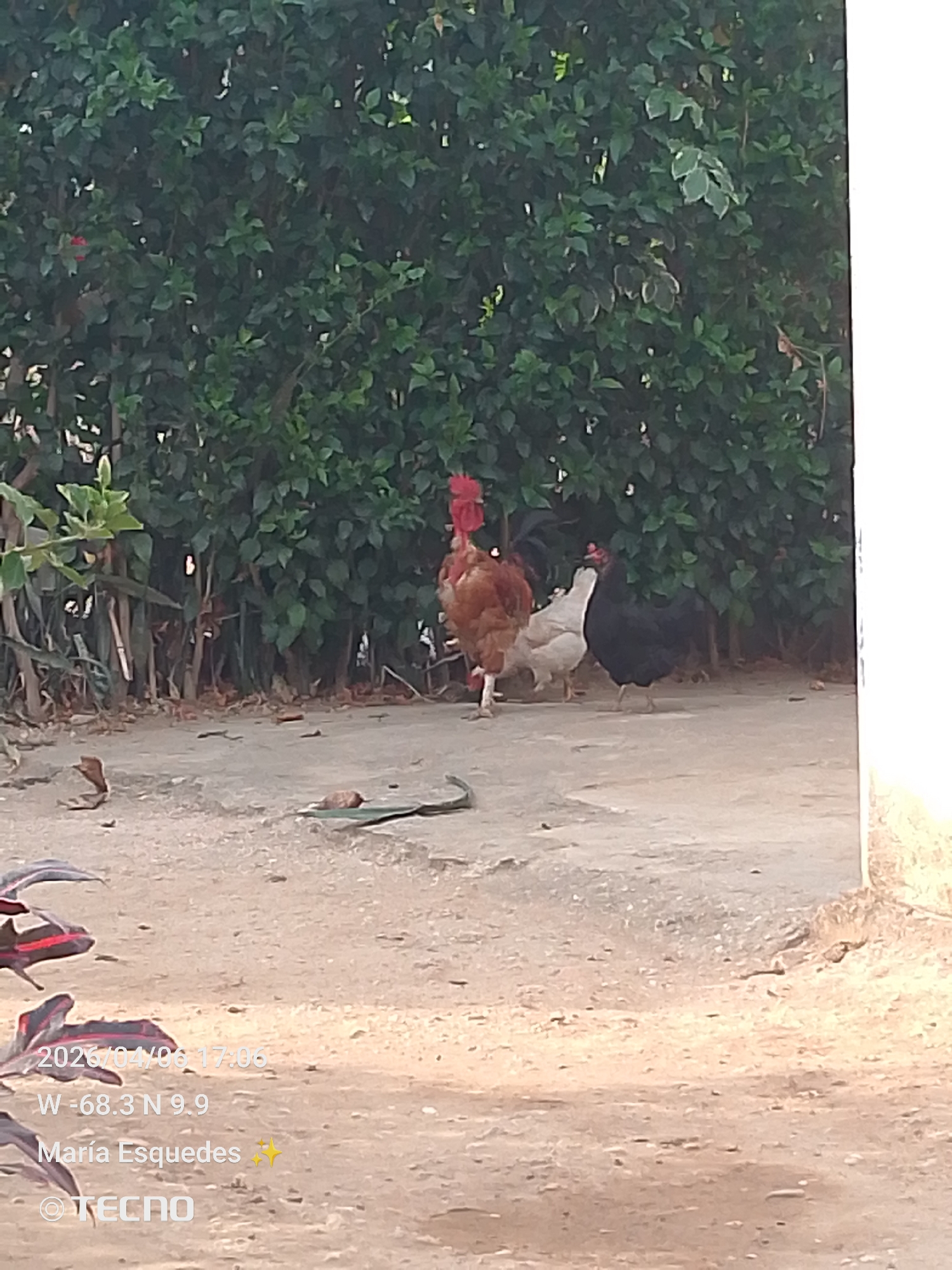 The image shows a rooster and two hens in an outdoor setting. The rooster is predominantly brown with a red comb and wattle, standing prominently in the foreground. Behind the rooster, there is a white hen and a black hen. They are located on a concrete or dirt surface. In the background, there is a dense green hedge or shrubbery. In the foreground, there is some red/purple foliage. The location is recorded in the image as W -68.3 N 9.9. The photograph was taken on 2026/04/06. The environment appears to be a yard or open space near vegetation.